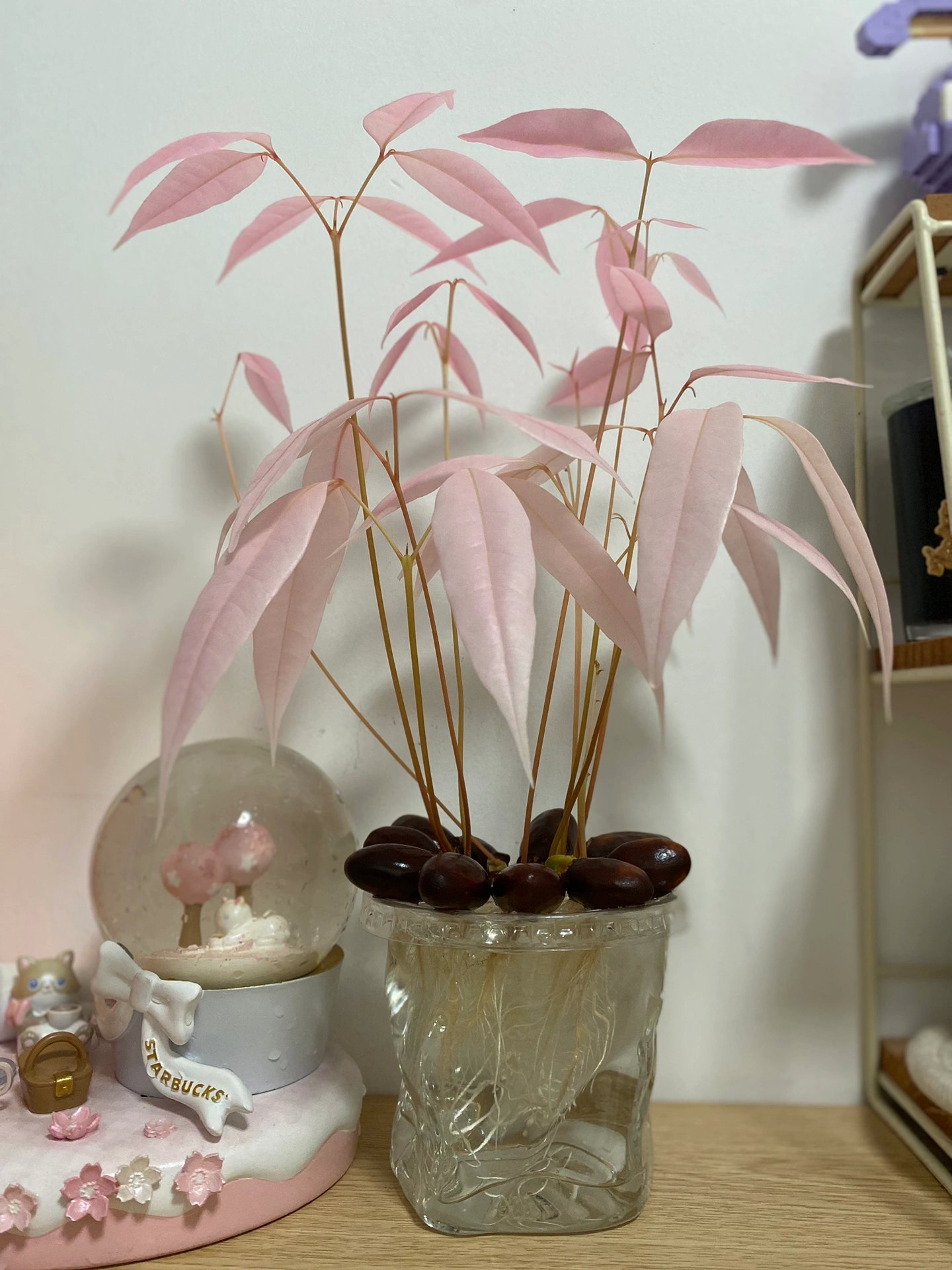 吃完的荔枝核不要丢 水培荔枝太仙了！粉色森林太美了 ​​​