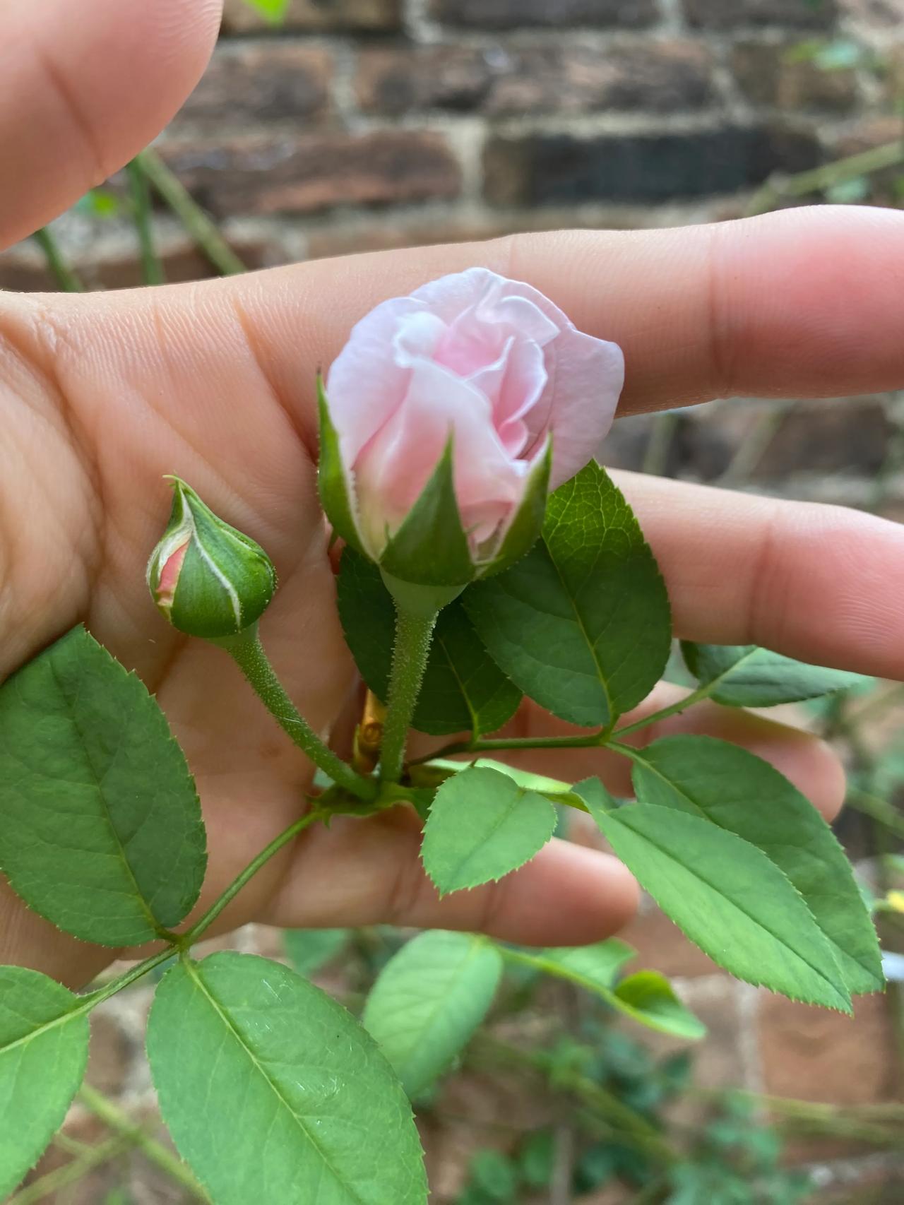 作为一名消费者，我真是为现在的科技感到困惑！
有时候明明只要2块钱就解决的事情，