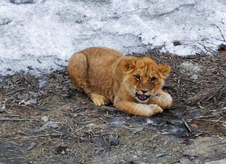 高速路边的小狮子。2月11日，有网友在山西长晋高速路边发现一只幼狮，引发热议。经
