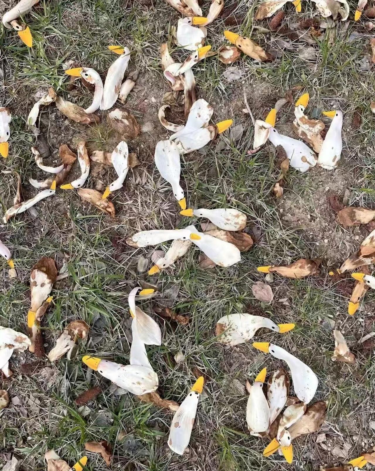 有知道这是什么的吗，我看了有一会儿了不认识这是什么，谁知道啊