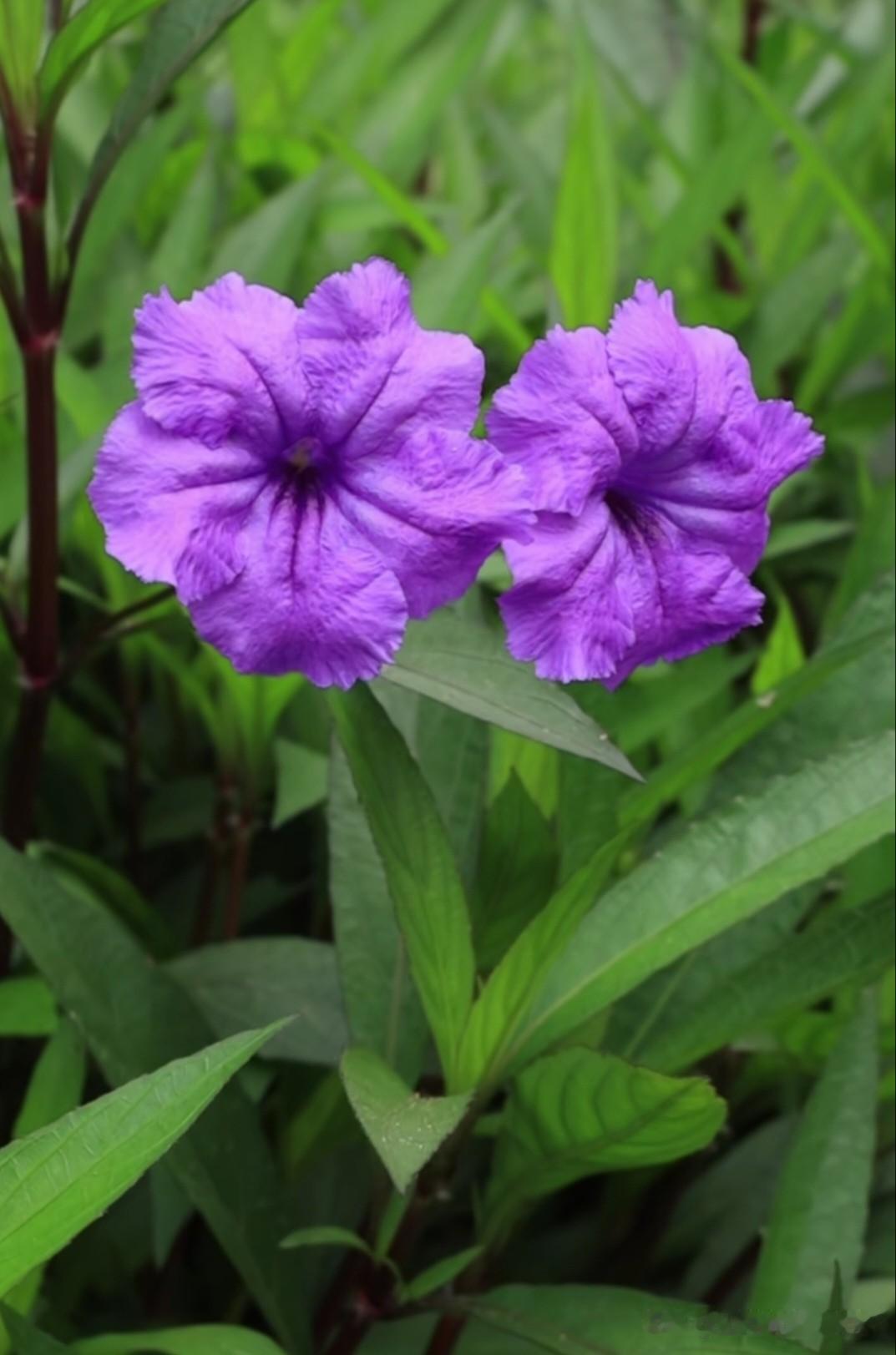 蓝花草，又称翠芦莉，花瓣呈漏斗状，边缘带自然褶皱，花色为浓郁的蓝紫色，在阳光下泛