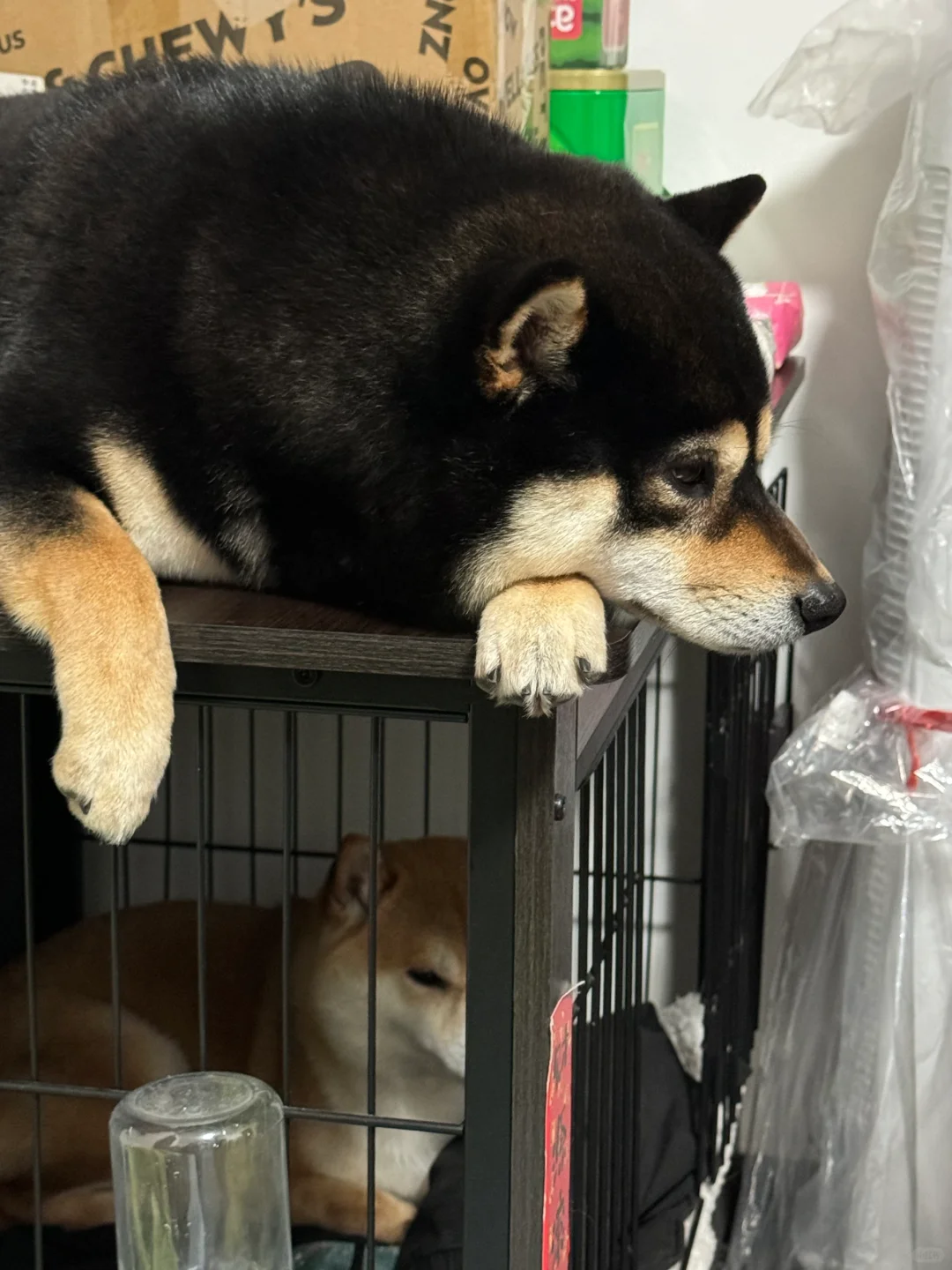 哈基米，好多哈基米