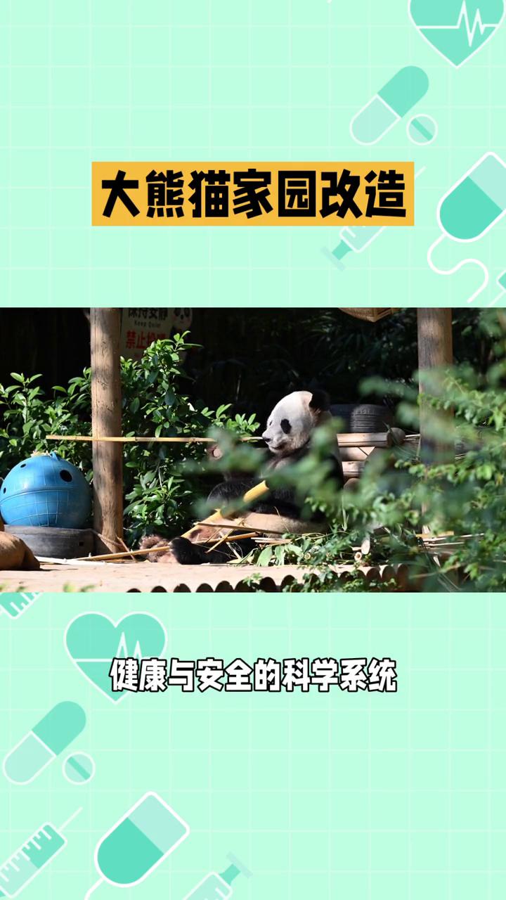 大熊猫家园改造。
大熊猫家园改造原来有这么多门道。给大熊猫改造家园不只是简单铺草