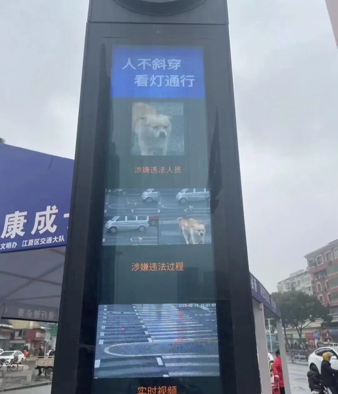 #横穿马路# “汪星人🐶”，你的违法过程已被记录[二哈] ​​​