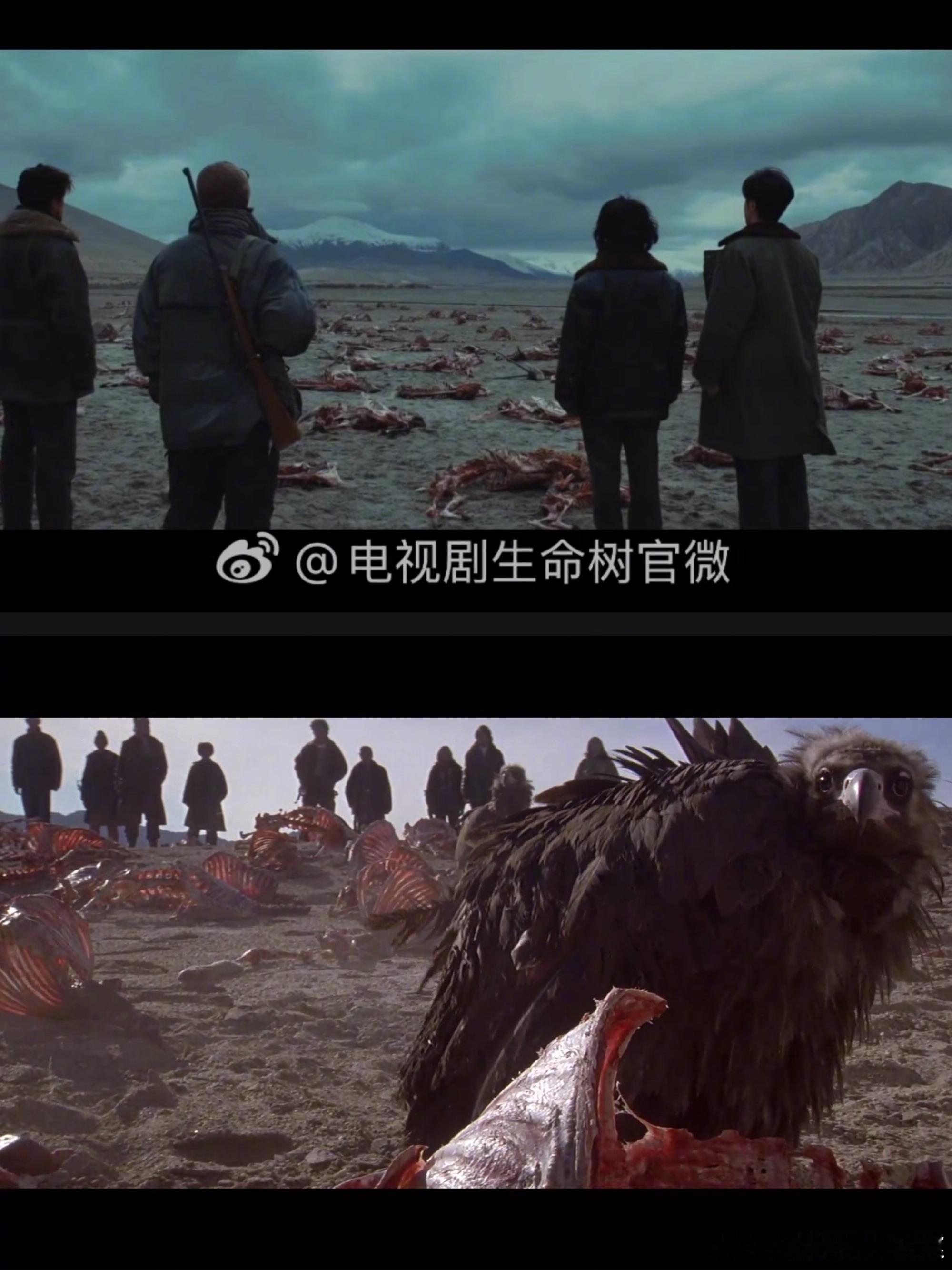 生命树招商生命树招商招的这么好，为什么不回应一下镜头和陆川的可可西里有那么多相似