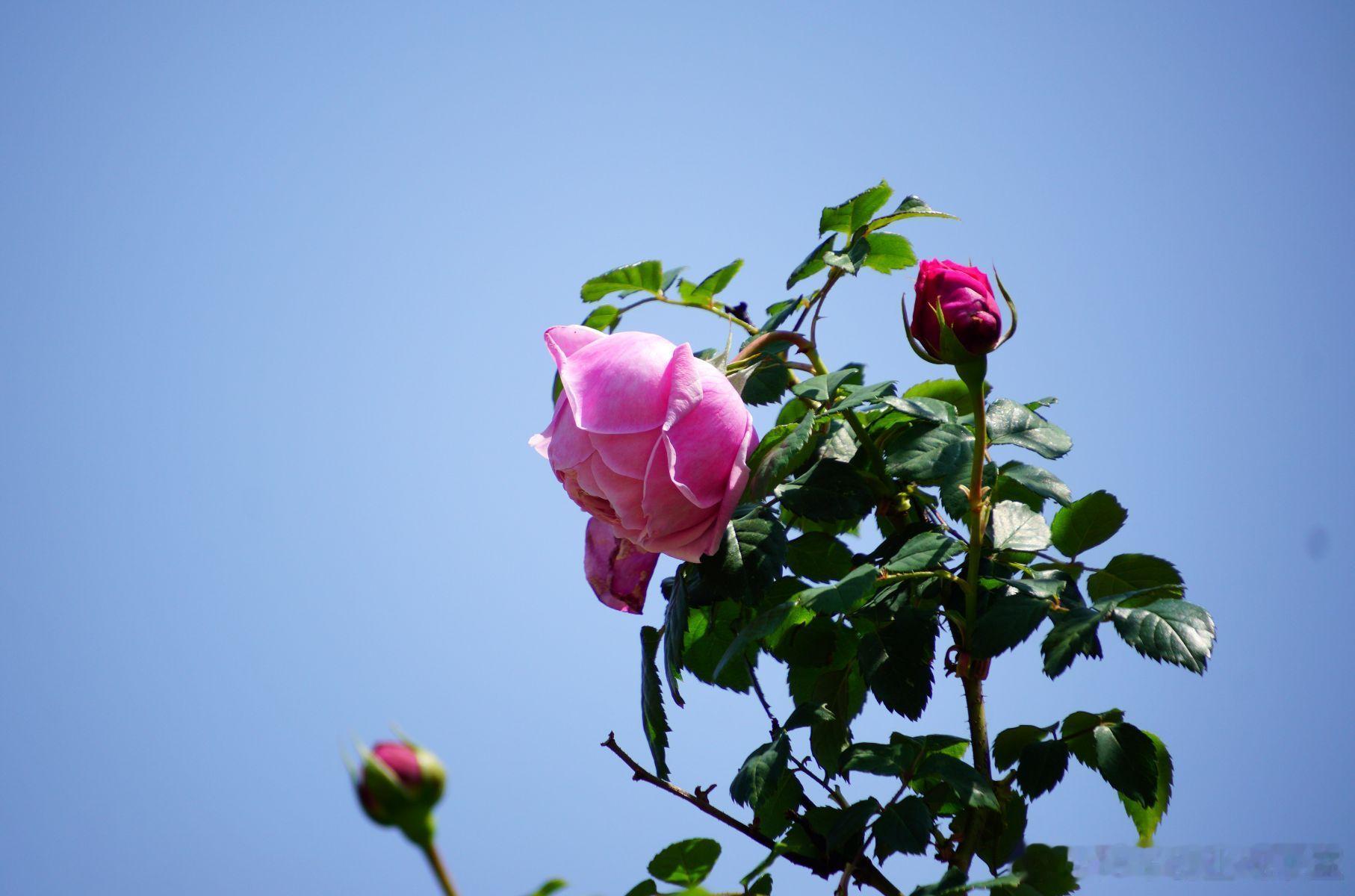 【“人走股留”有效吗？必须有效！】核心观点：在非上市公司的股权激励中，章程或协议