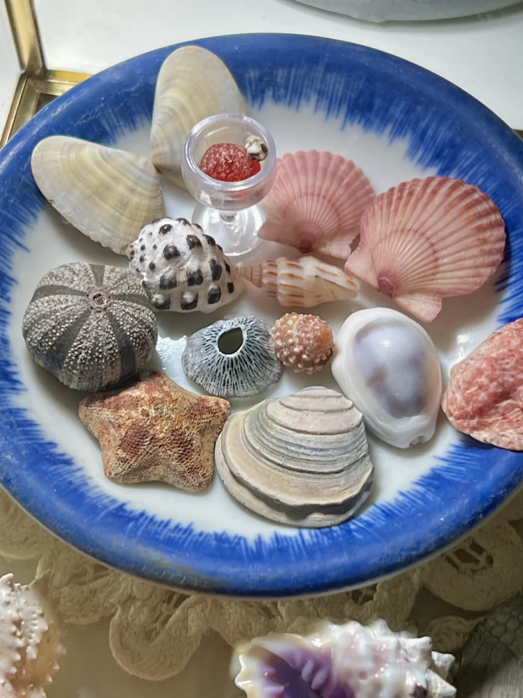 最近收集的🐚海贝