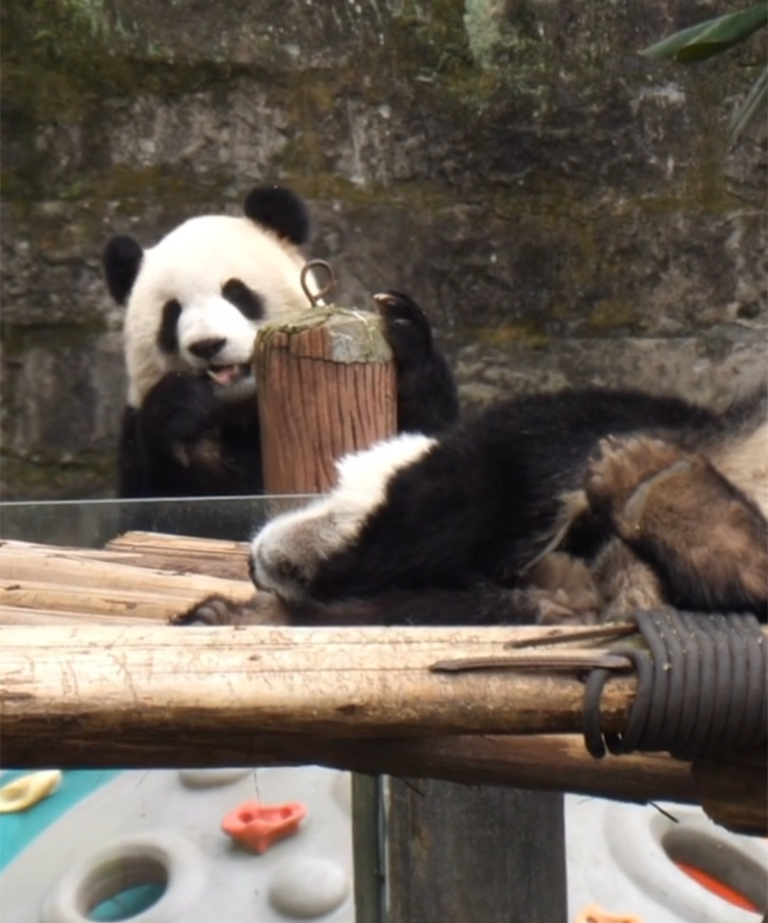 可可吃，爱爱睡觉觉。🐼 