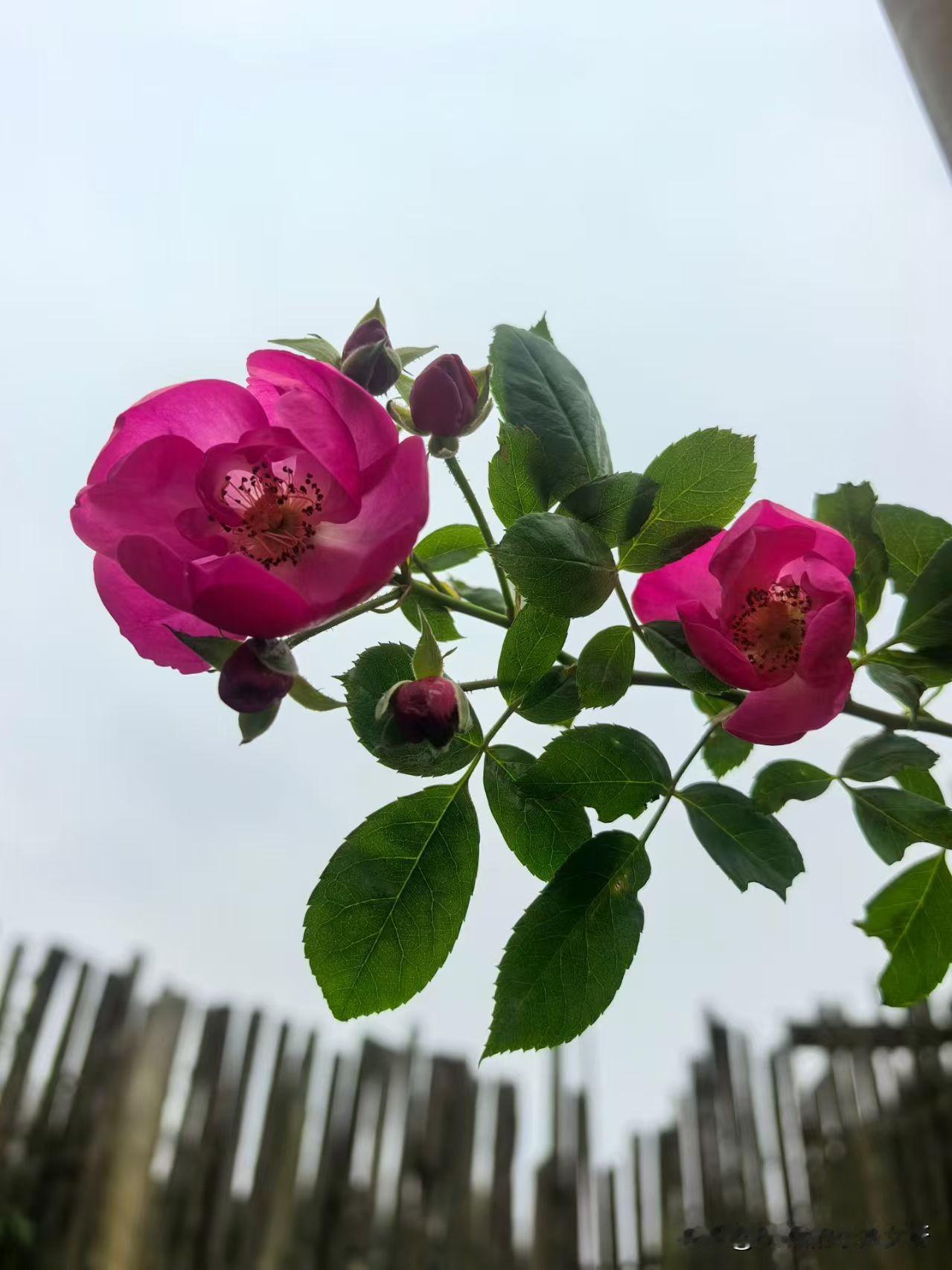 有人说，写头条非常容易，一天写二十篇都是顺手拈来的事，我在想怎么别人那么厉害呢？