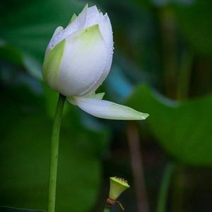 苏鲁一丁