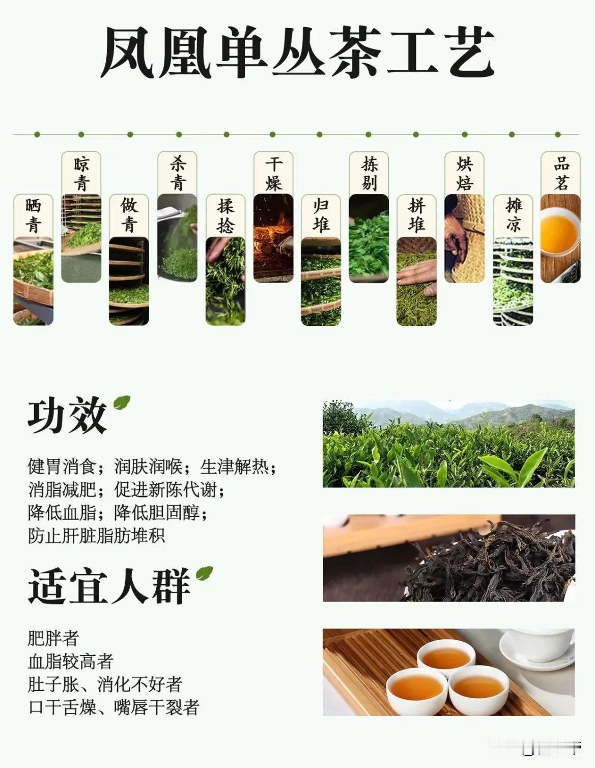 一组图快速入门“茶中香水”凤凰单丛！