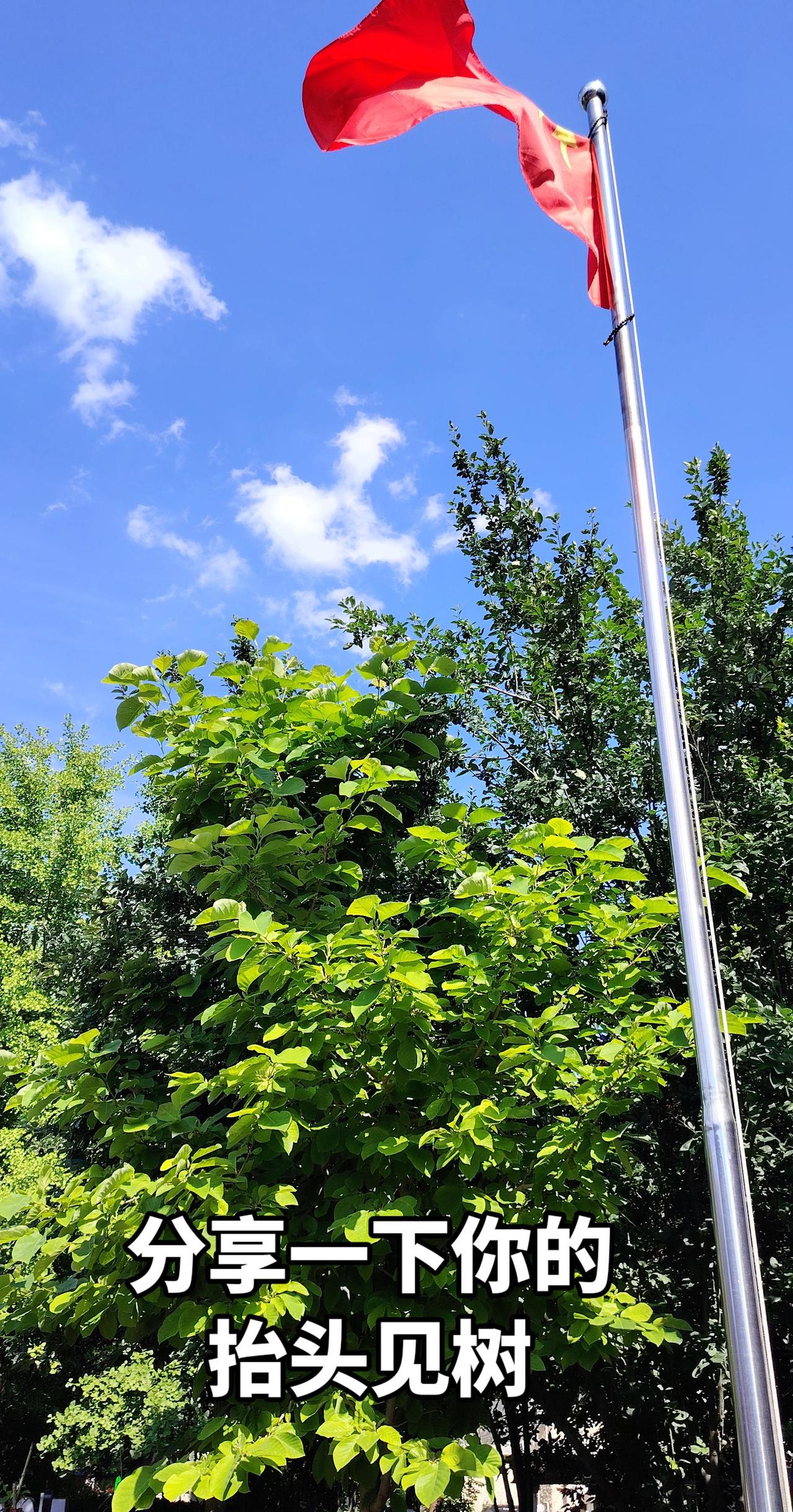 天空辽阔，树木从容国旗飘扬