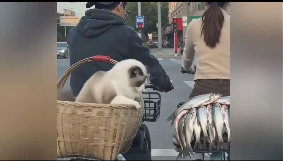 在一个红绿灯路口，一只小猫咪看到旁边后座上的鱼，兴奋的去勾，没想到被后面的喇叭声