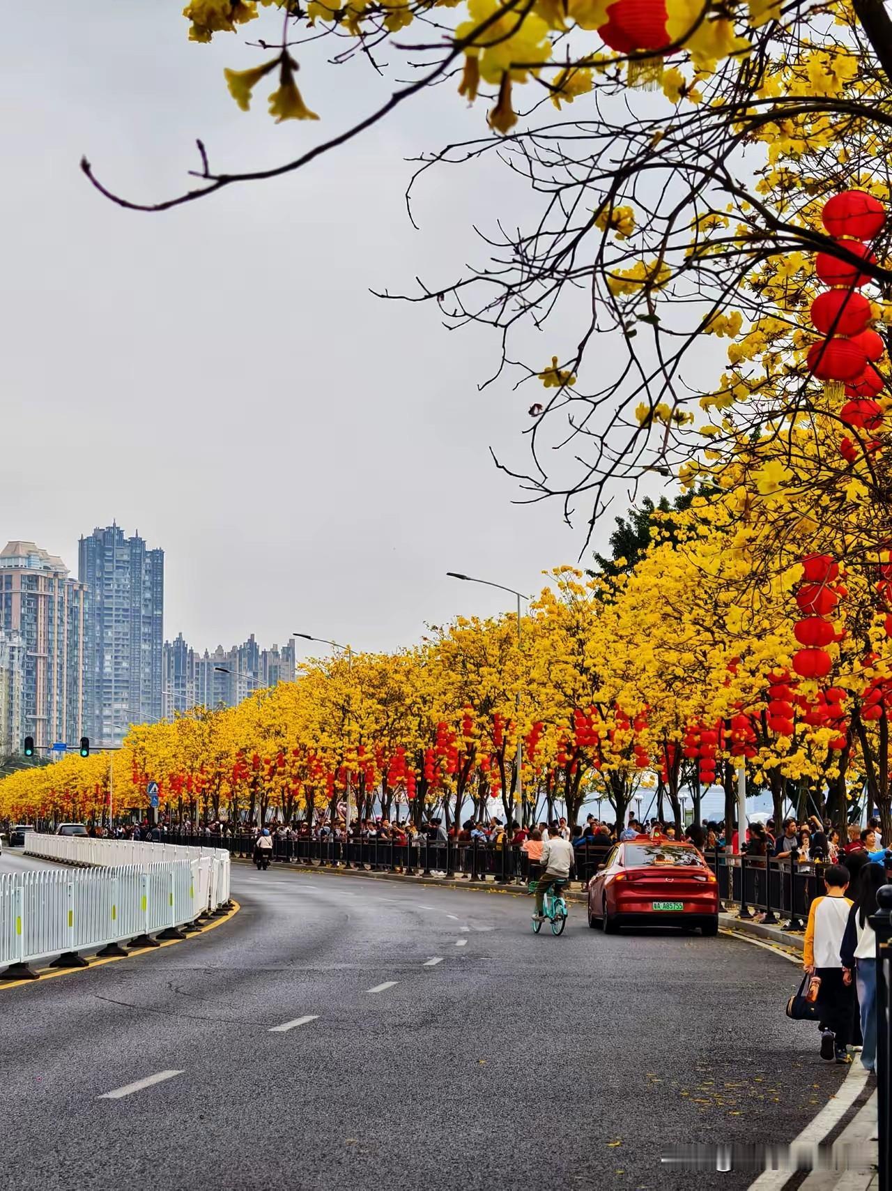 2026广州洲头咀公园火了！黄花风铃木开成金色海洋，年味藏在这抹黄里
 
今年春