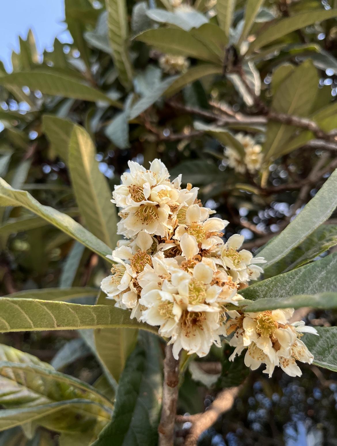 已是寒风料峭，犹有花枝俏，俏也不争春，只在冬日娇，待到春花烂漫时，硕果累累摇！