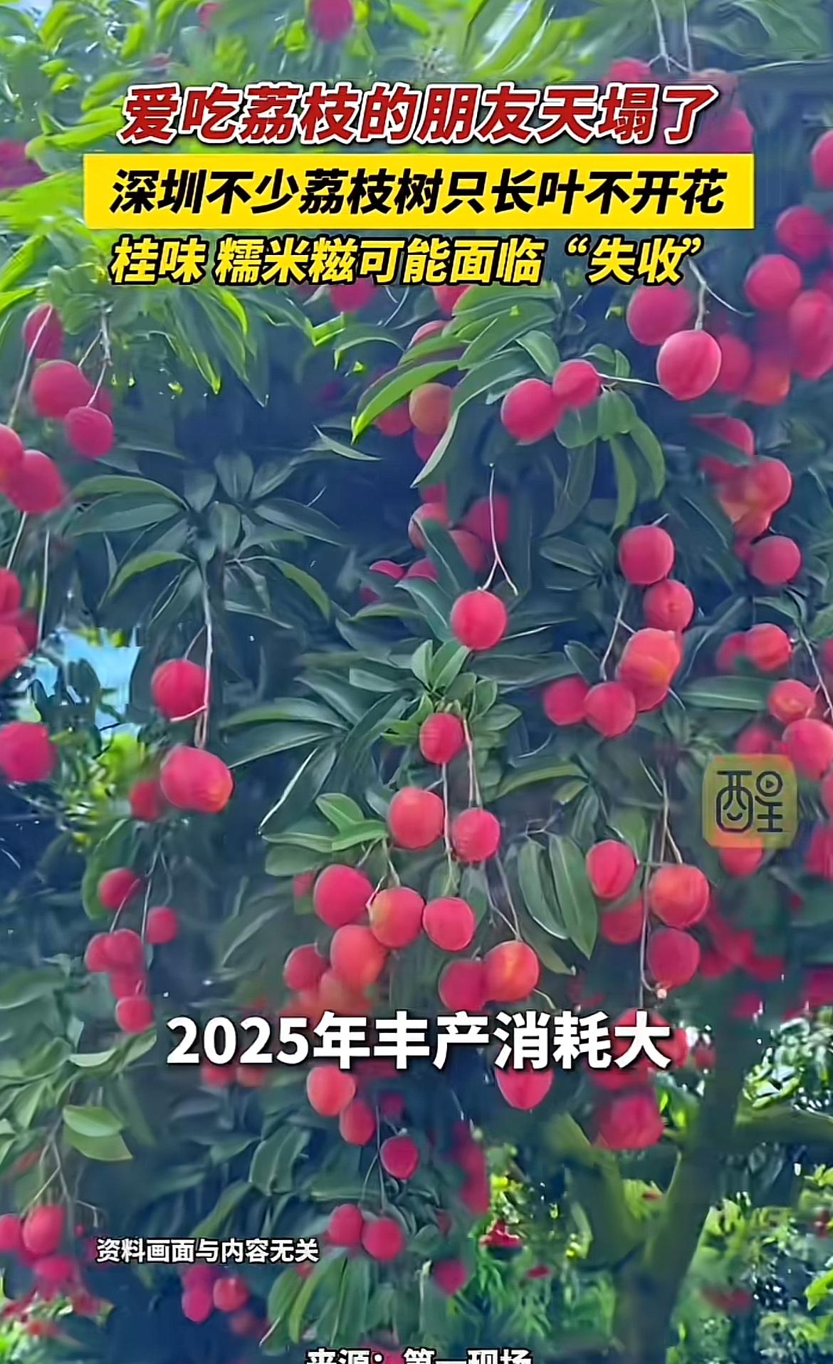 深圳荔枝树不开花这事儿，可愁坏了爱吃荔枝的朋友。荔枝那清甜多汁的口感，谁能不爱呢