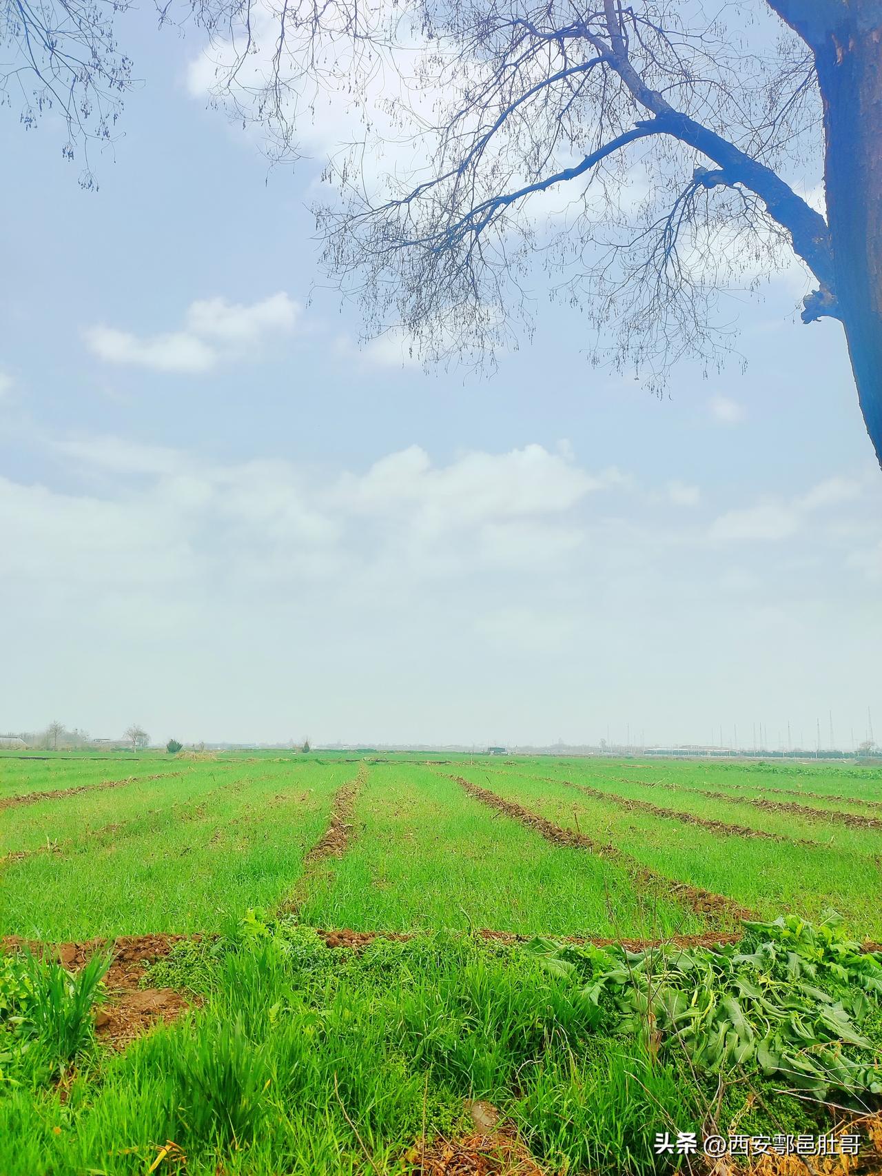 我们这儿麦田是起垄的。看这景象，有可能是河南许昌或者山西晋南。
河南许昌推广粮烟