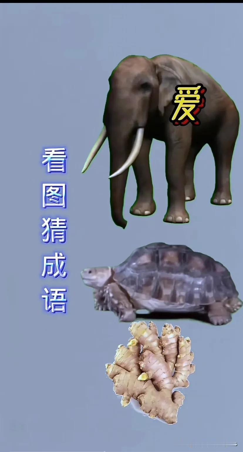 大象，乌龟，生姜，
还有一个爱字
打一成语