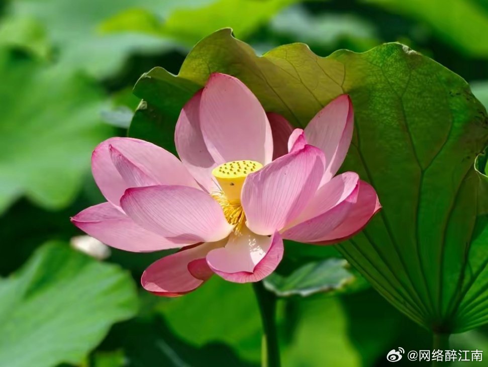 用眼睛寻找美丽 层层花瓣包裹着嫩黄花蕊，朴素又耐看，这天然的模样看着格外舒心。随