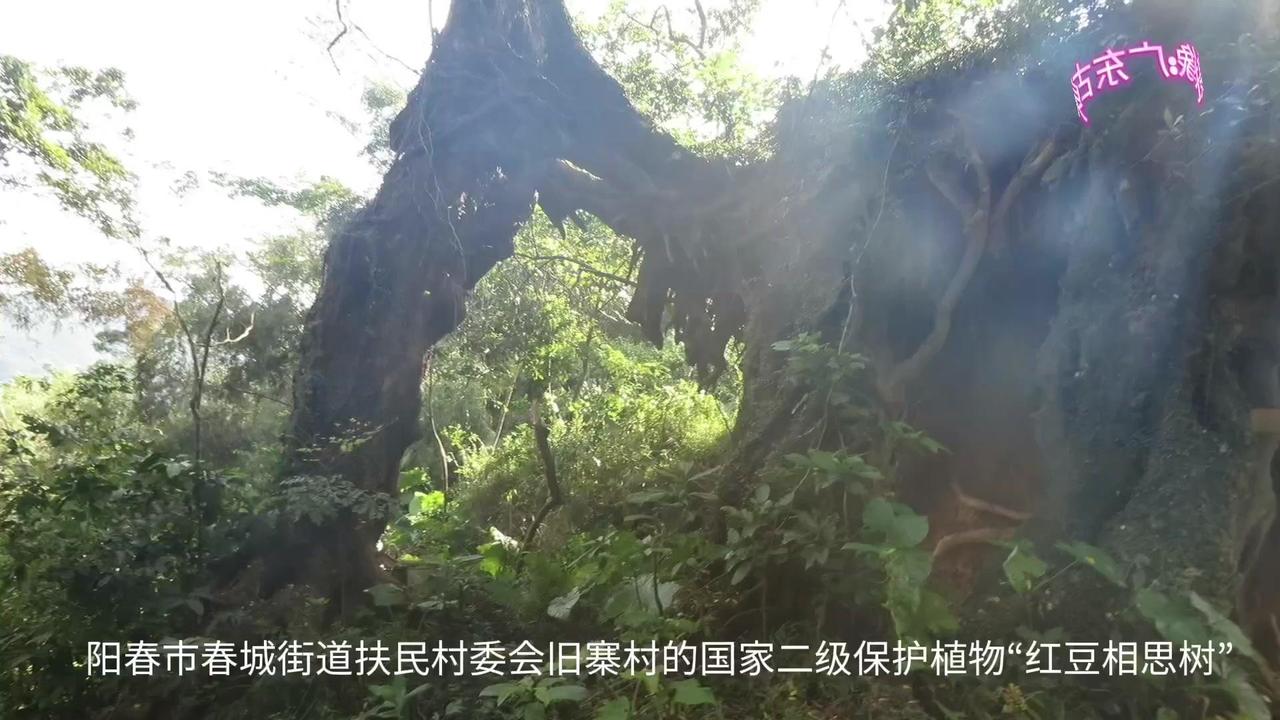春城扶民旧寨村的百年红豆相思树，你们见过吗？据村里老人说，这两棵树龄几百年的古树