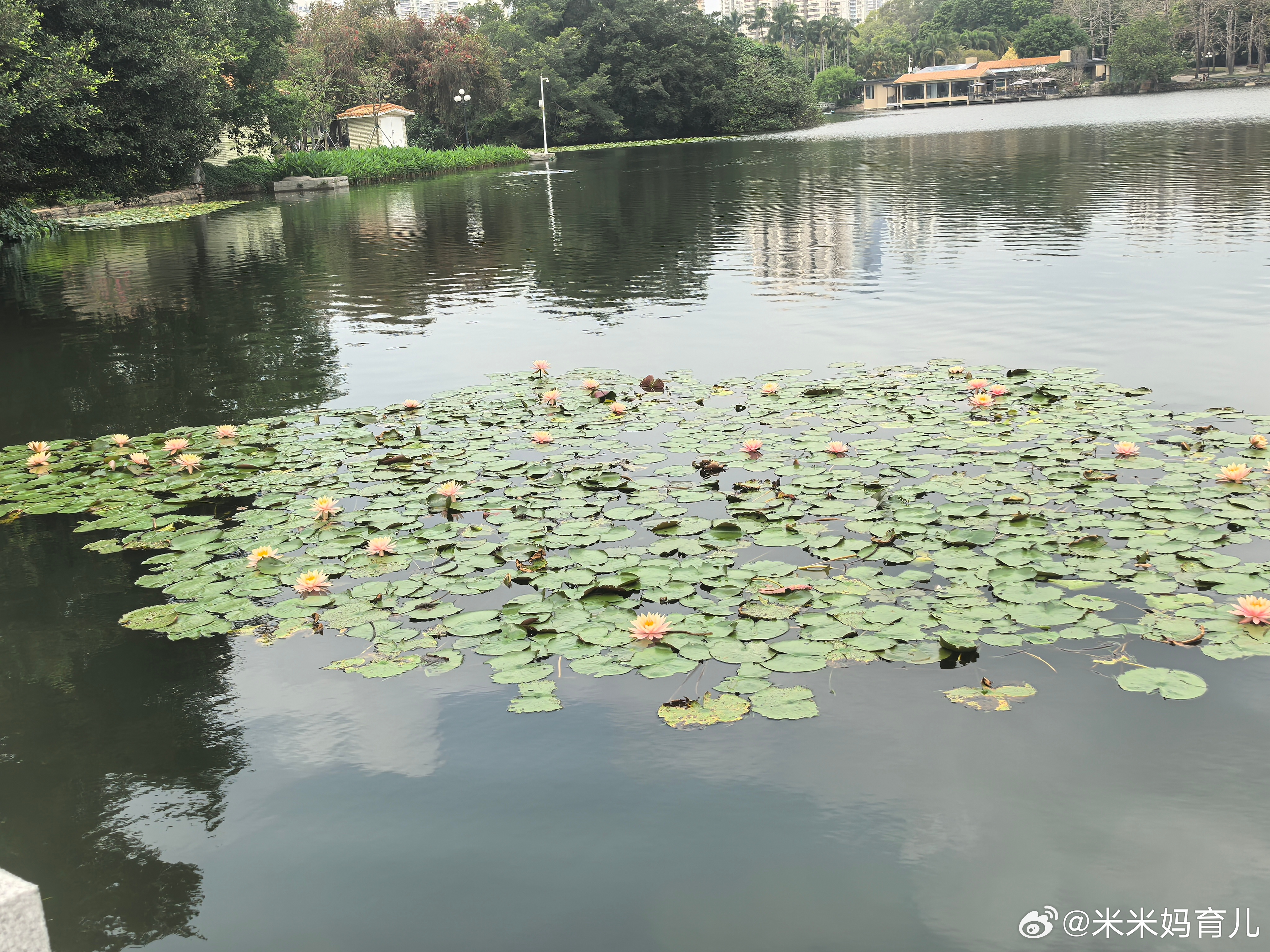 春日的荷花这么的美～让人赏心悦目春日许愿池微博 young派对