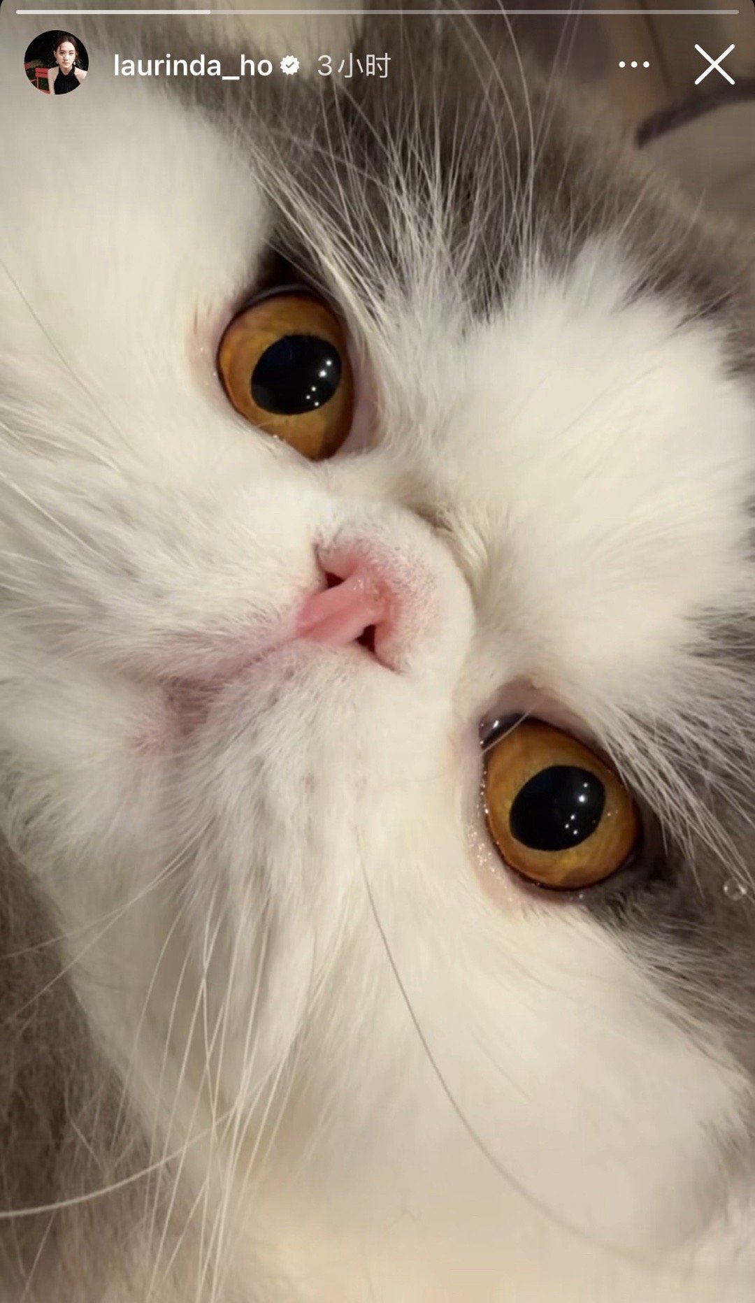 何超莲更新ins，晒出她的小猫，可爱！ ​​​