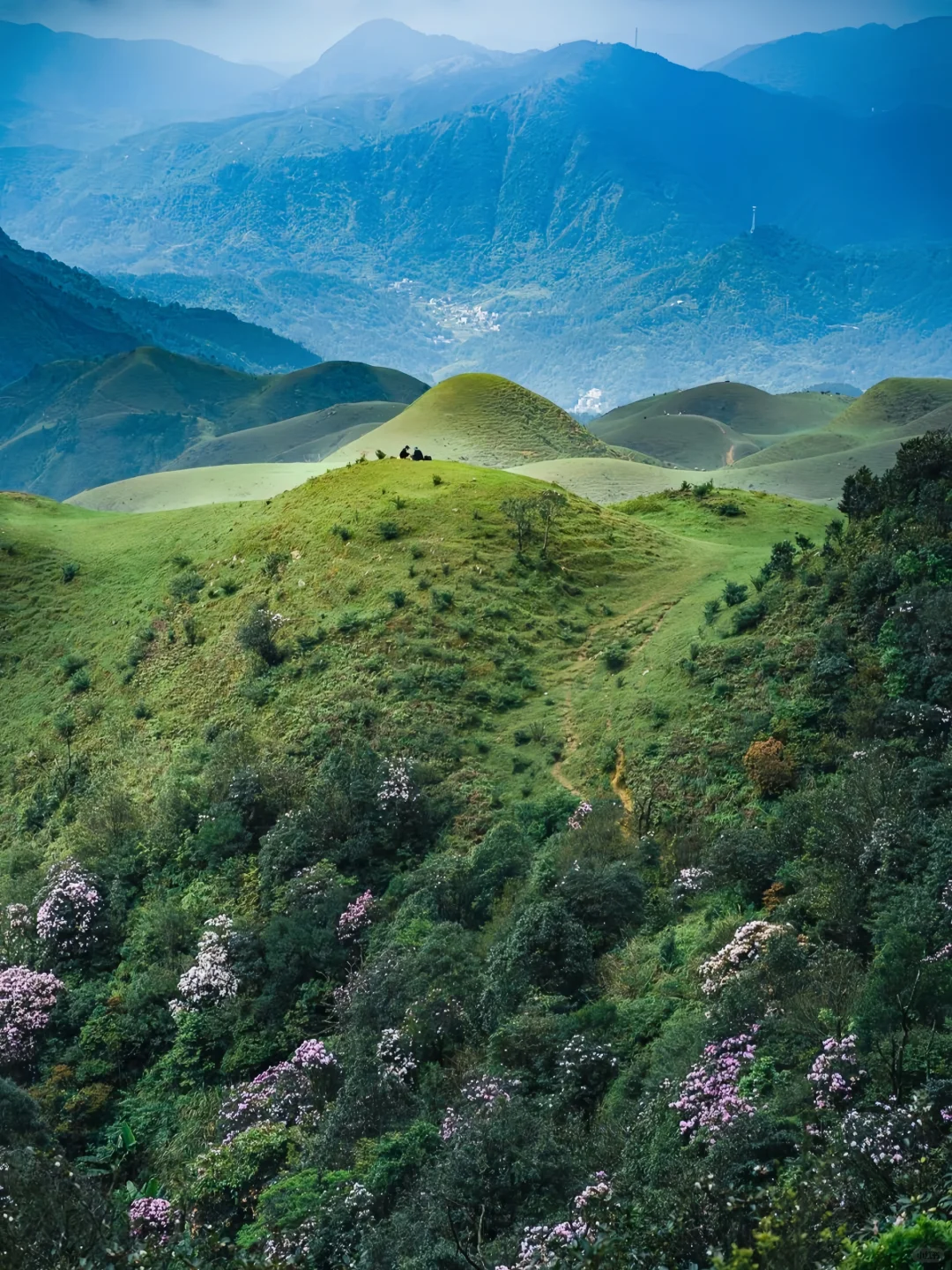 春天到了，鸡笼顶大草原高山杜鹃花海盛开