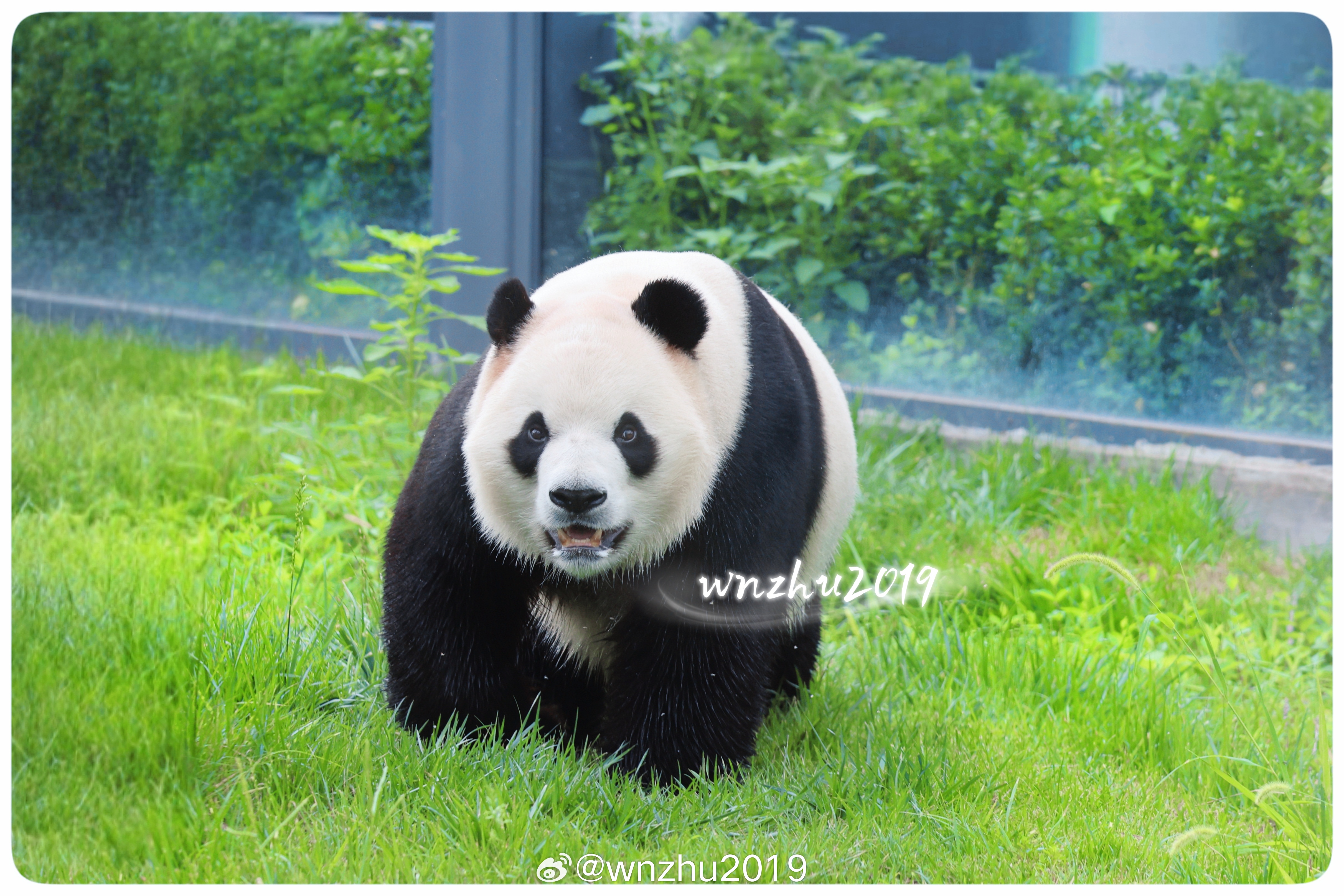 大熊猫胖大海 海海太帅气了，怎么办！想偷走！ 