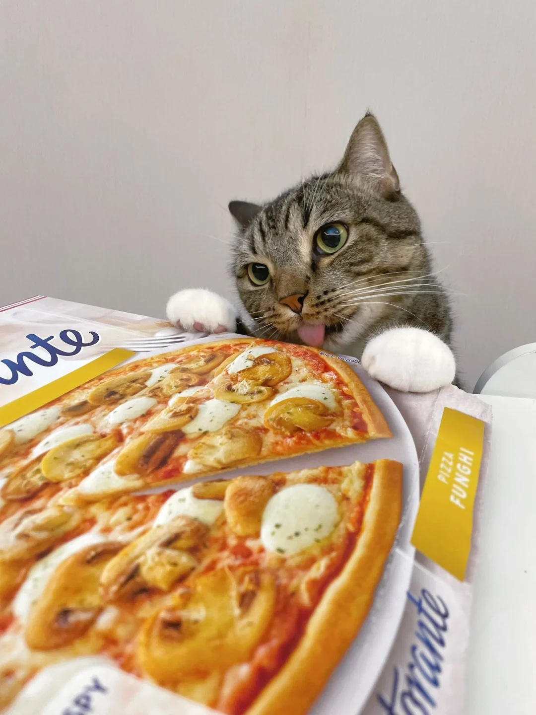 小猫尝到了不解、背叛和失望🥹