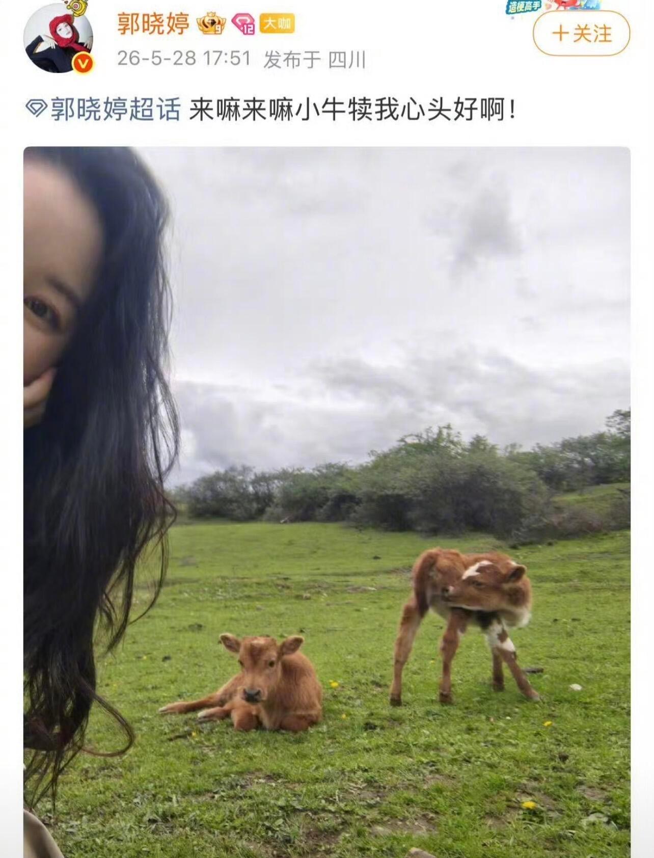 郭晓婷四川草原偶遇小牛，被萌翻又秒怂！想合影却怕被“拱”。只能隔空喊话小牛：“来