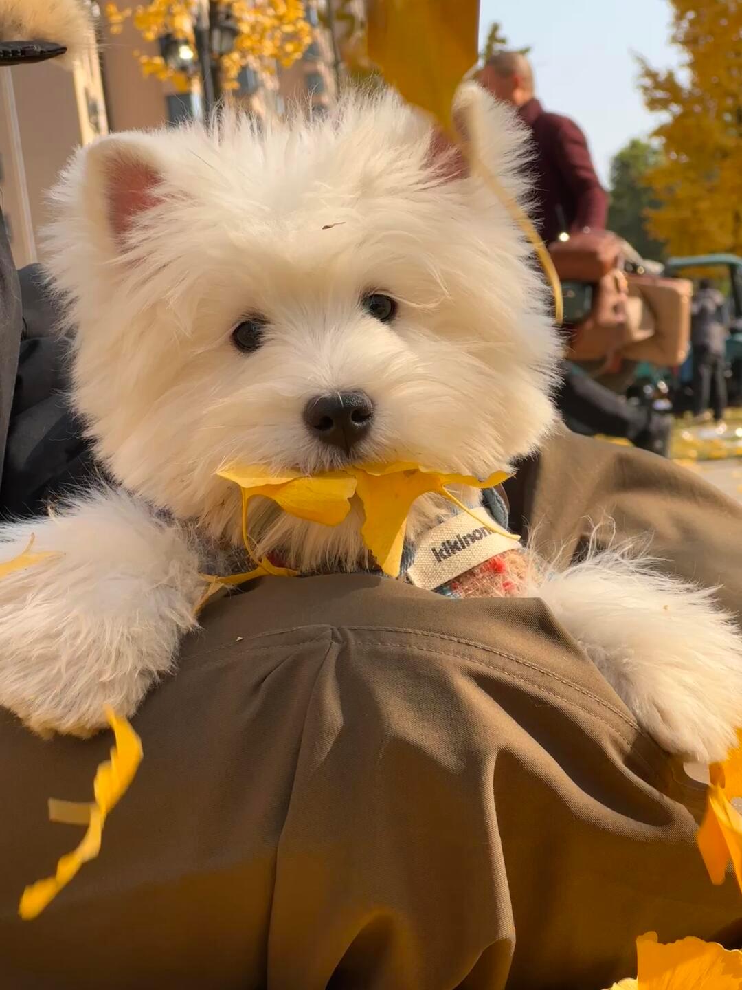 小狗：咬住了秋天的尾巴 