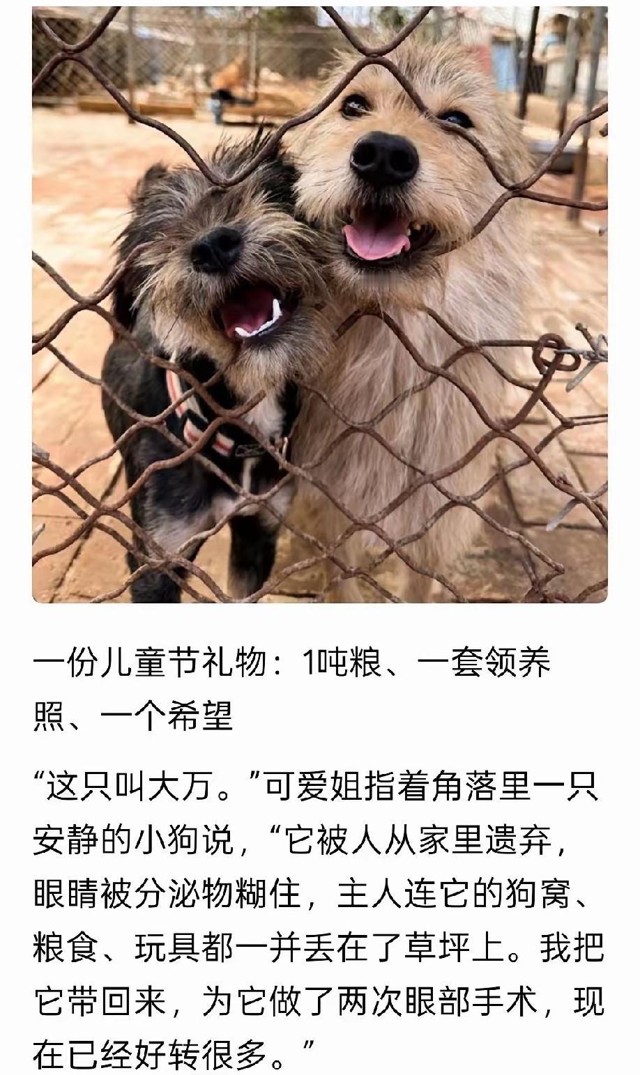北青网翻车记：一篇“给狗过六一”的报道，到底惹了谁？
 
六一儿童节，北青网发了