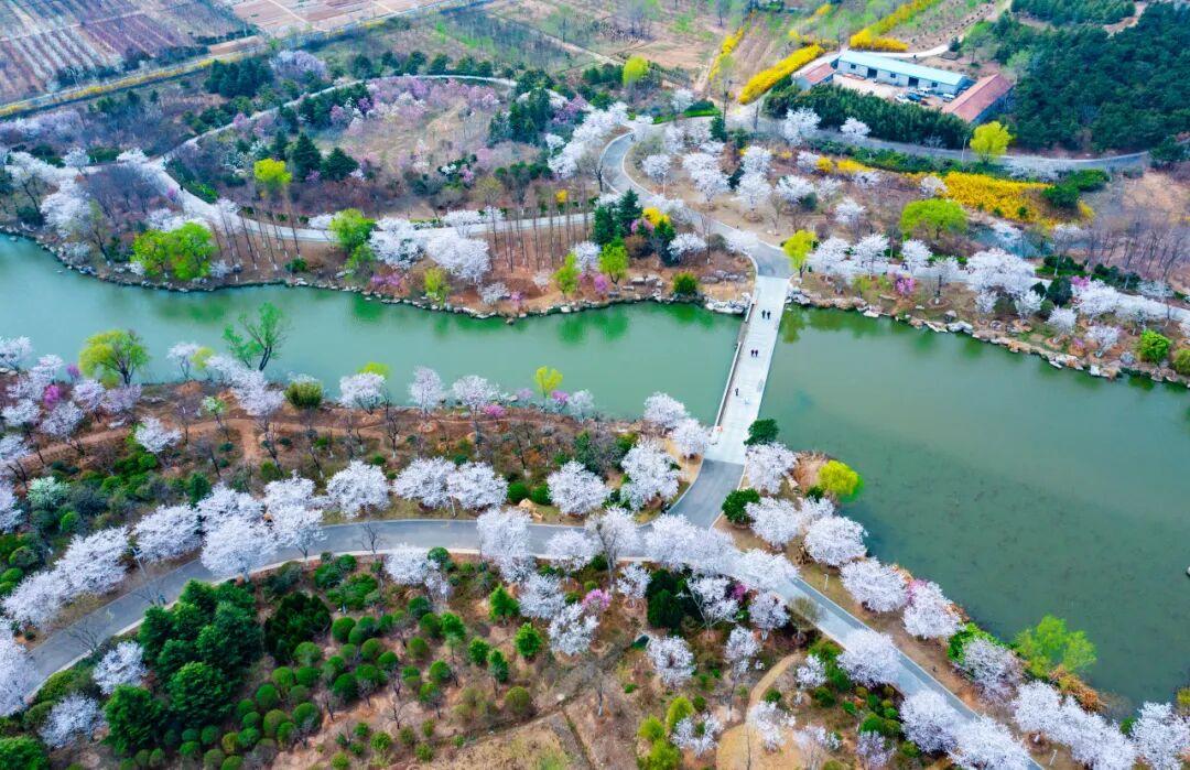 青岛市西海岸新区张家楼街道第三届樱花节将于4月3日在西海岸新区张家楼街道泽丰生态