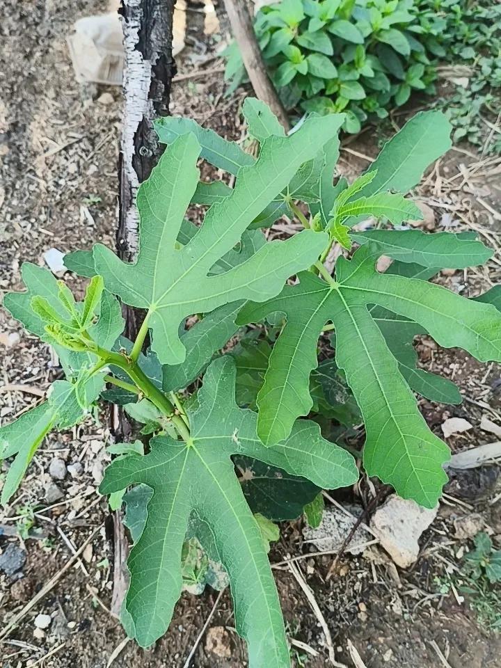 据说无花果的叶子，煮水之后可以洗屁屁，对肛瘘疮对好处！大家认可吗？
在网上搜了一