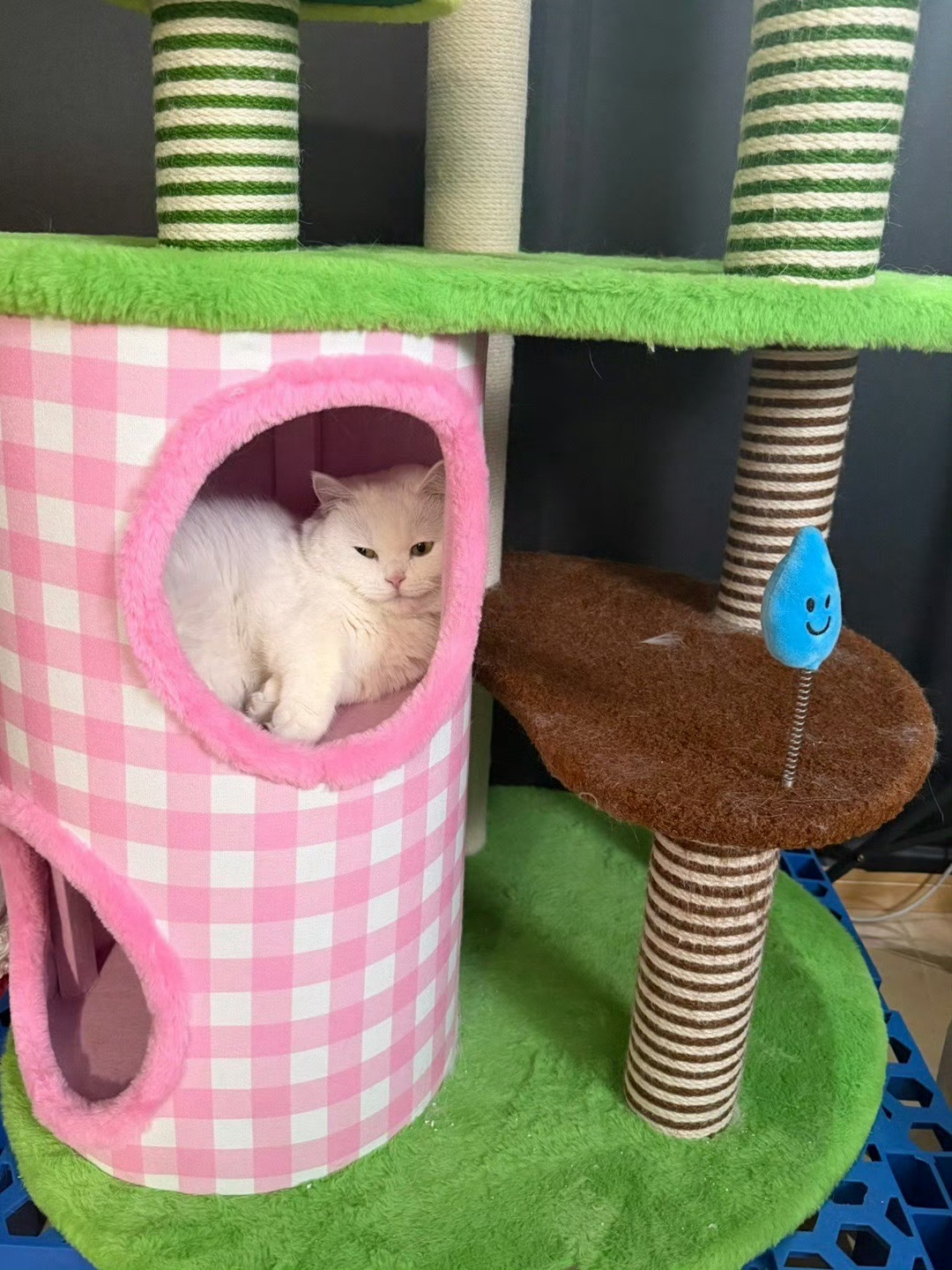 美丽的周末和可爱的小猫又让你小子美上了！吒蛋日记 2026pel