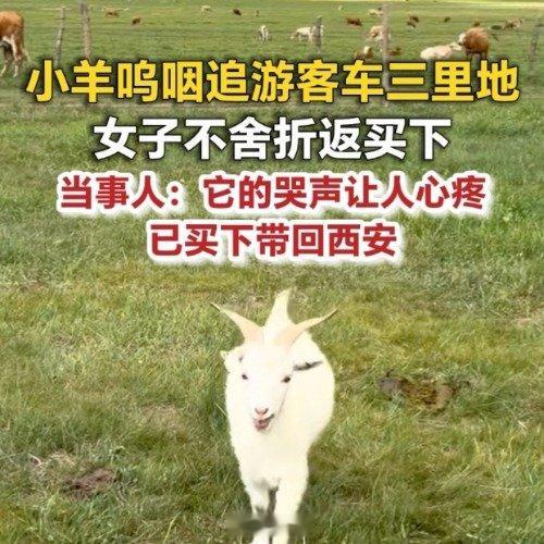 小羊不舍女游客哭着追了3里地缘分 西安·华严寺