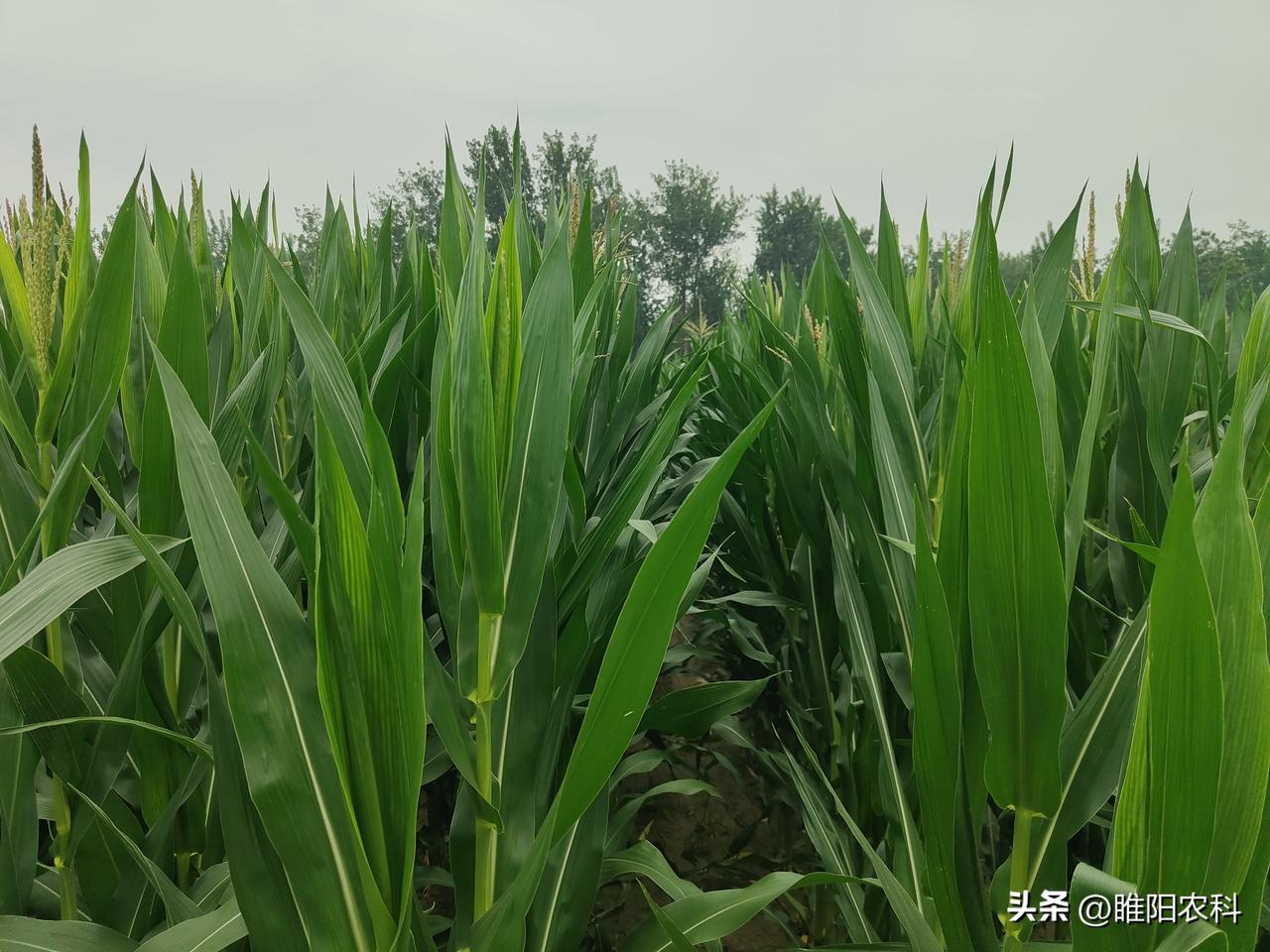 晒图笔记大赛玉米已经进入了抽雄期，也是决定玉米穗粒数的关键时期。由于种植密度大，