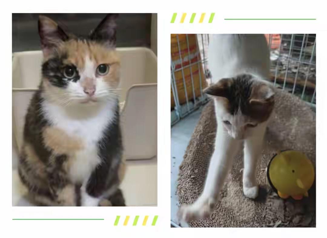 弄丢了无偿领养的2只猫，上海小伙被索赔2万！法院：构成违约，赔付违约金3000元