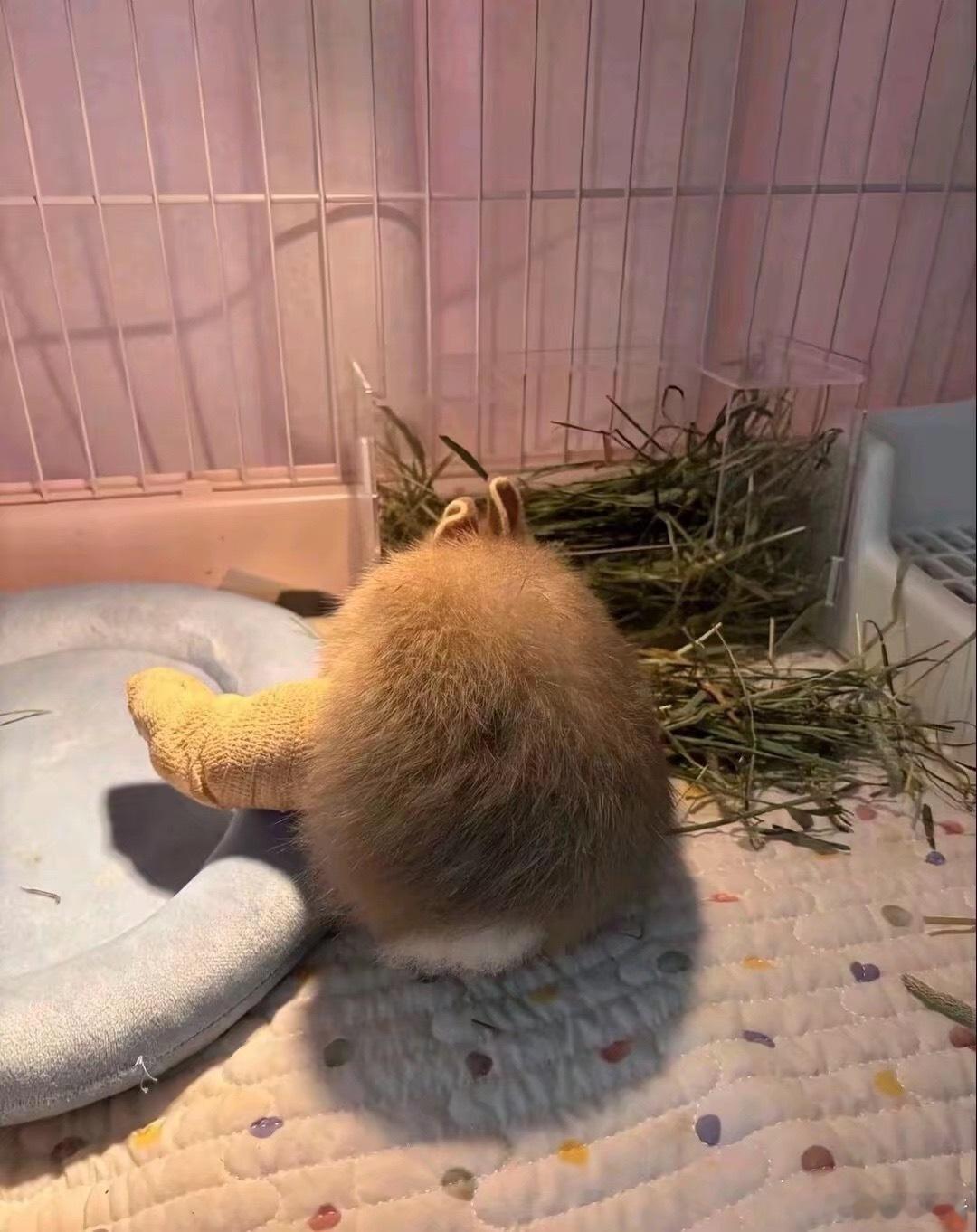 以防你没看过生气跺脚而骨折的兔子 