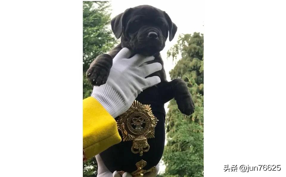 军队中“吉祥物”派头十足！
英国陆军曾经为一只山羊举行过隆重的“退役”仪式，让人