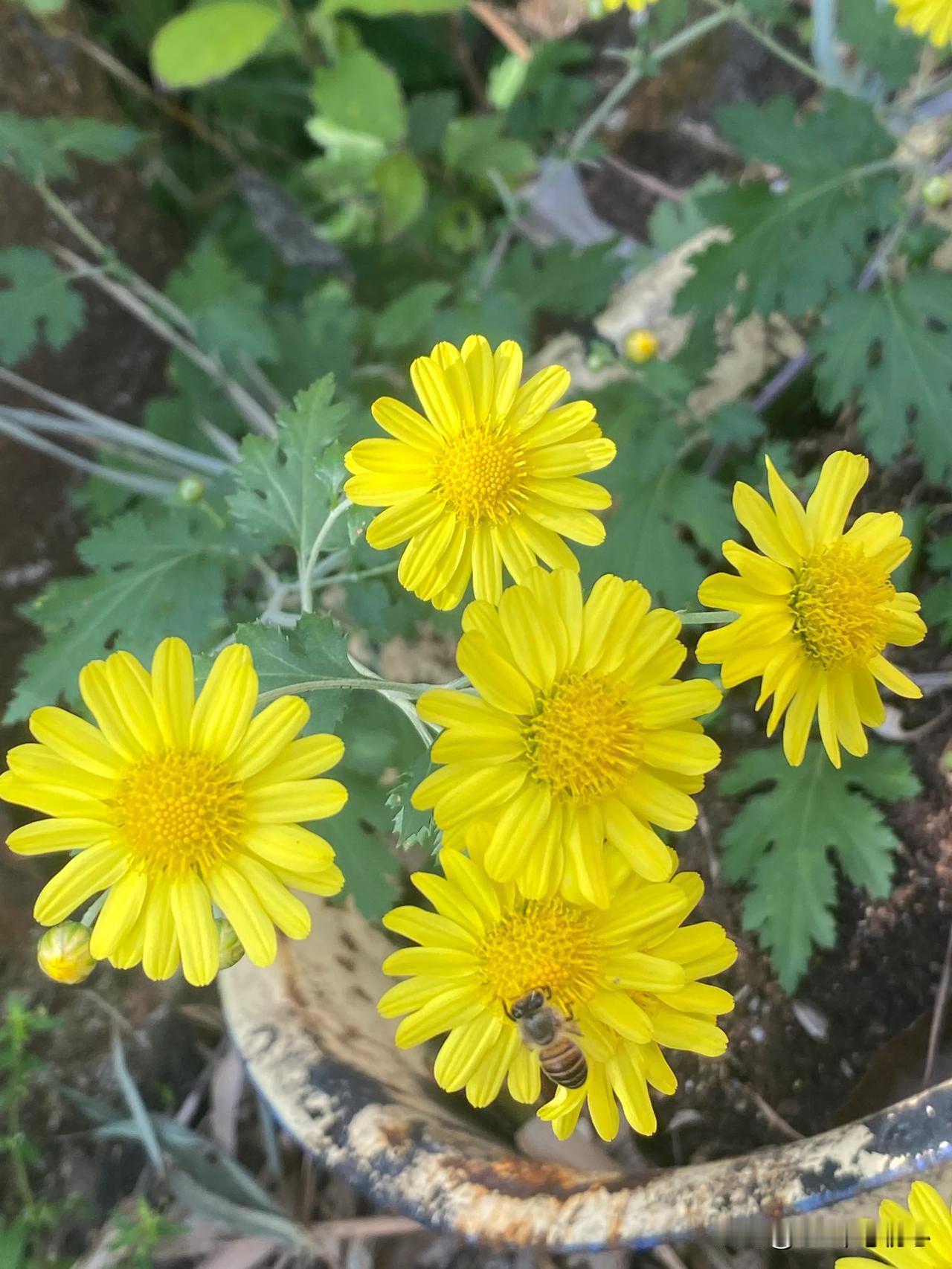 分享气质优雅的菊花美图