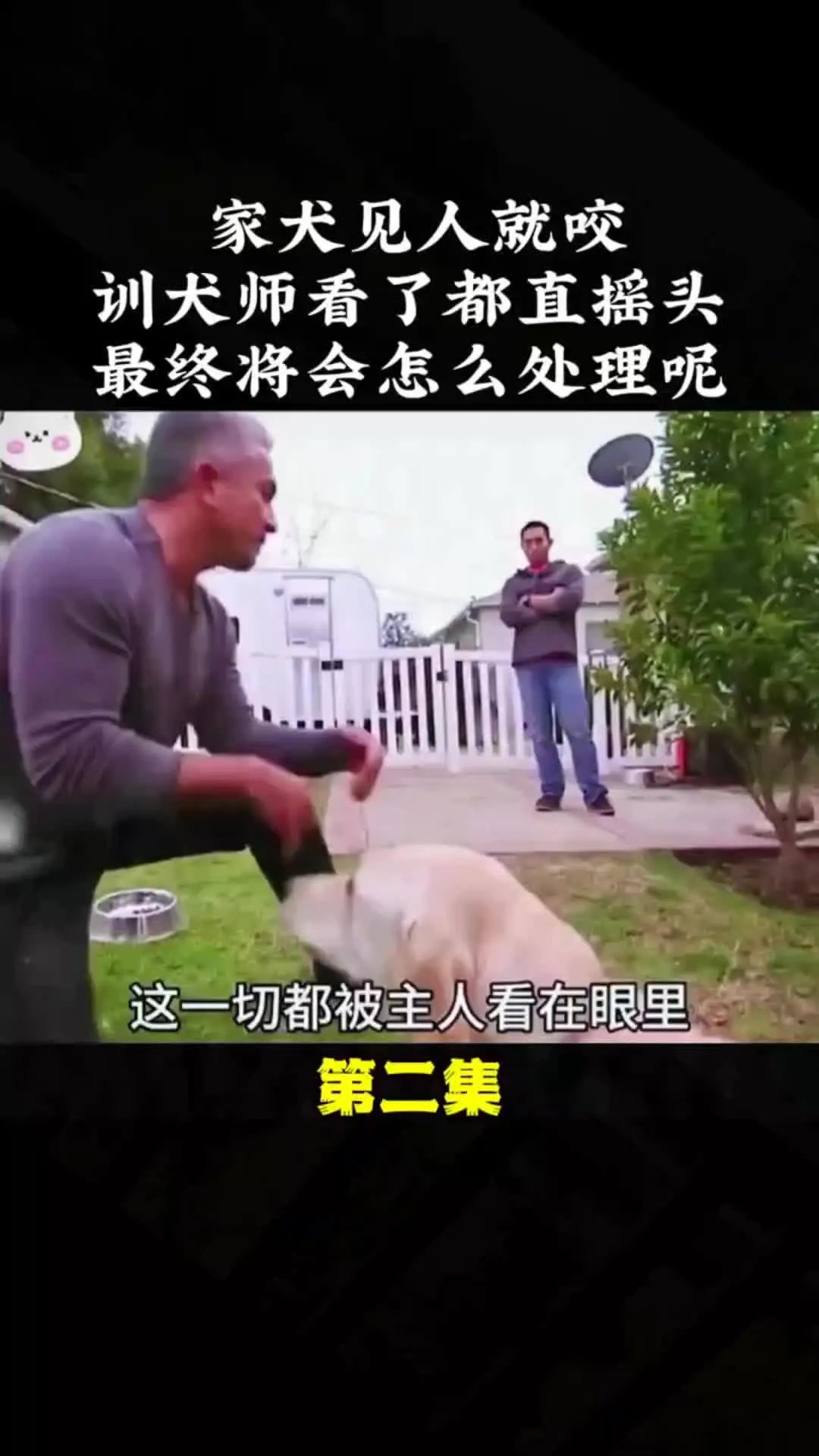 我的观影报告 内容启发搜索 动物的迷惑行为