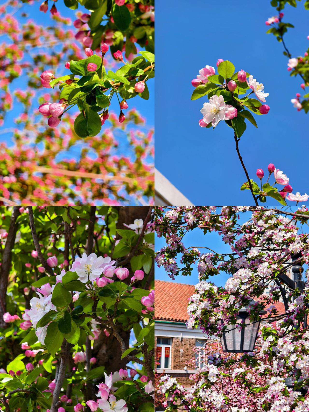✨3月31日大理道海棠花开花进度
💕今儿个我又来大理道了，海棠花真的是一天一个