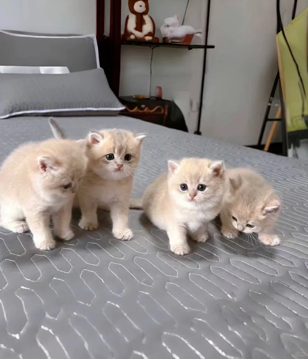 🇭🇰HK一窩紫金BB💛搵屋企～