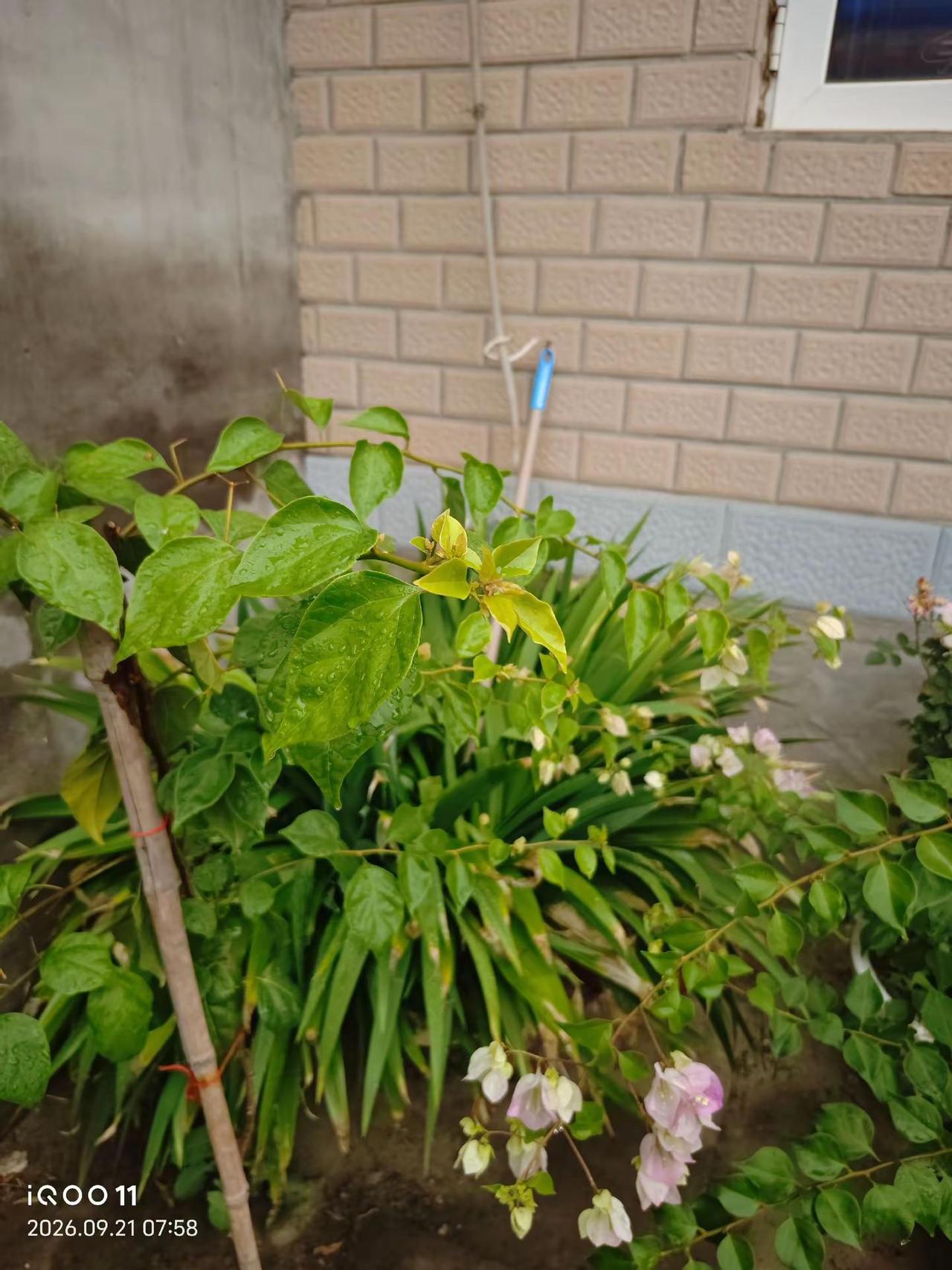 漳红缨开花了。漳红缨太爱开花了，它是很多人喜欢的三角梅品种，被称为百变花蝴蝶，开