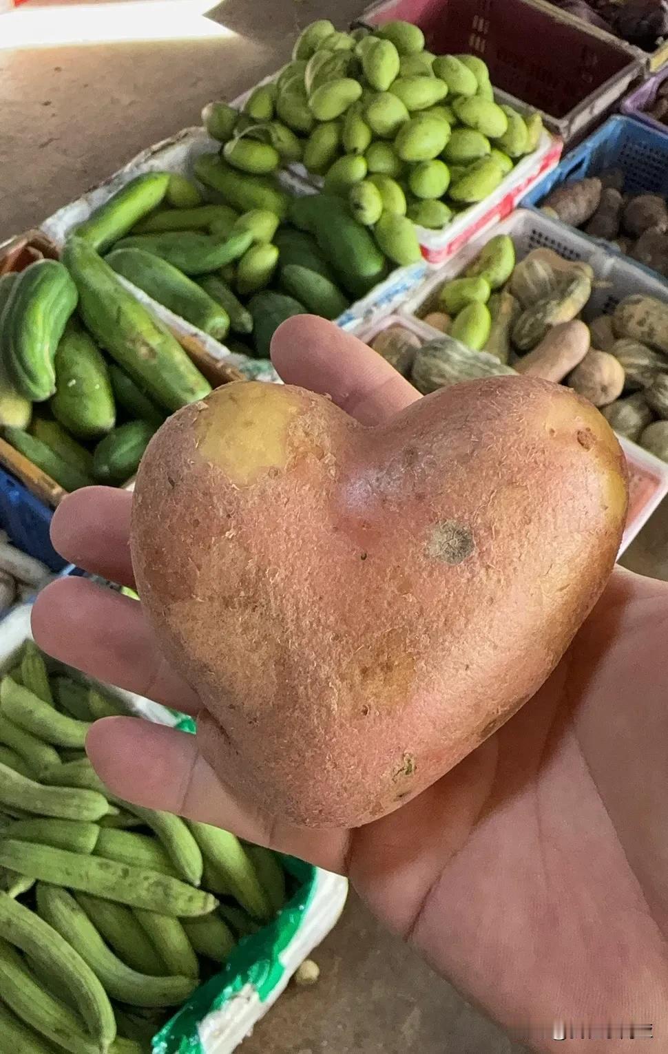 爱心土豆🥔🥔🥔
