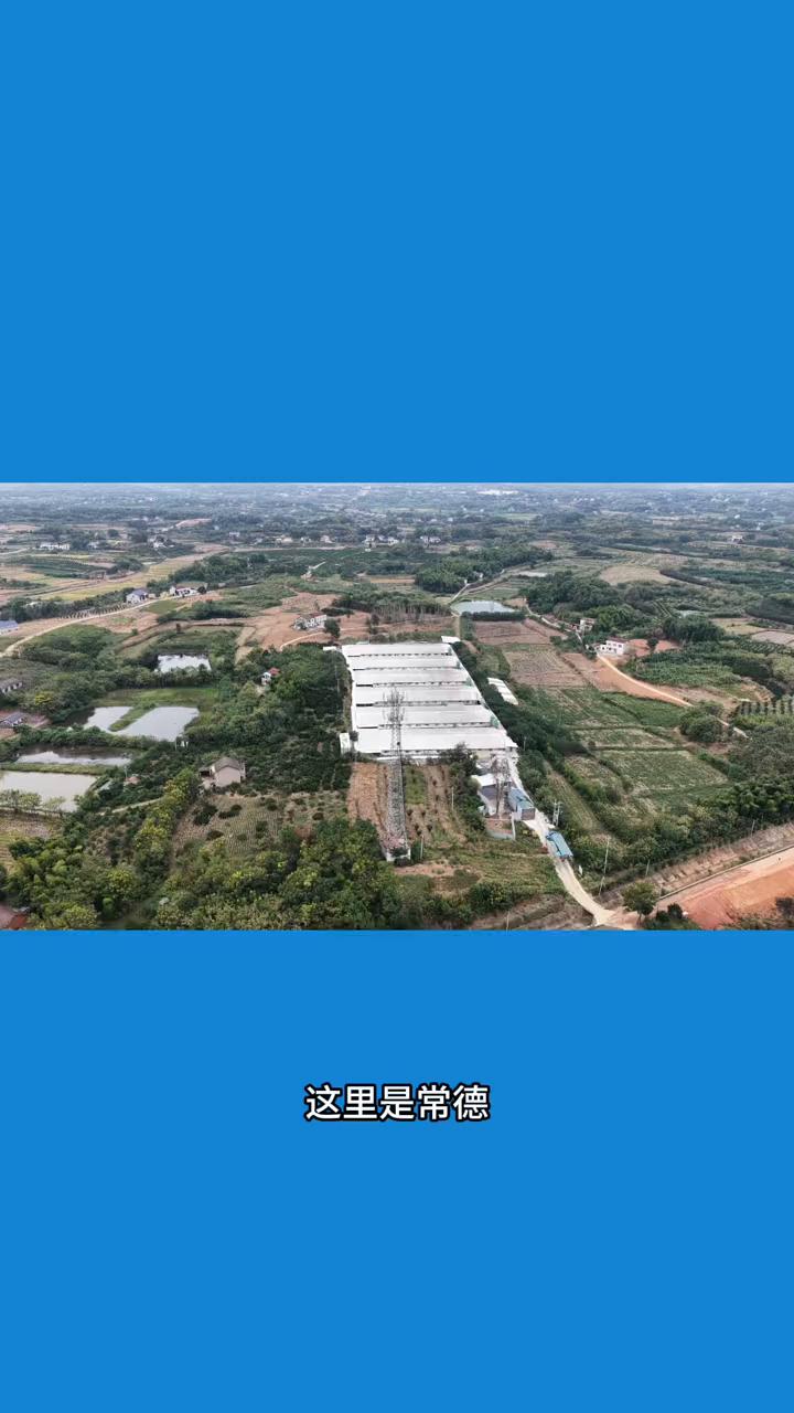 存栏7000头猪场储粪池溢流。
这里是常德澧县大堰垱镇亘山村的规模化猪场。项目环