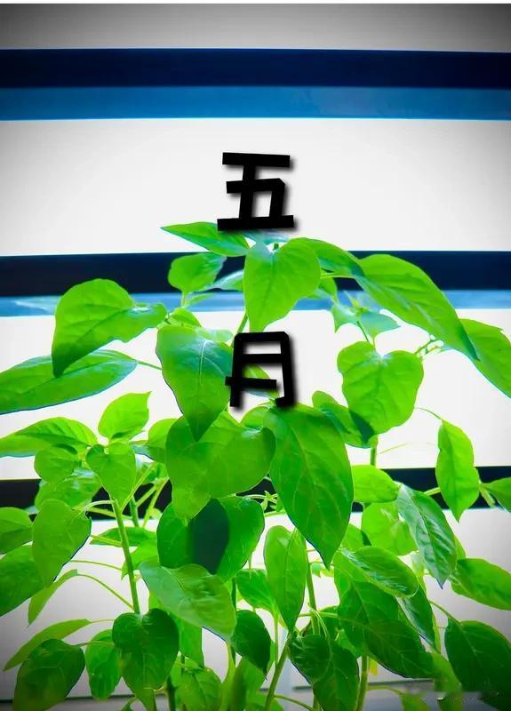 《五月初临》乐韵诗心原创诗词:
五月初临夏日回，
绿荫丛畔柳飞绵。
昔日燕儿廊上
