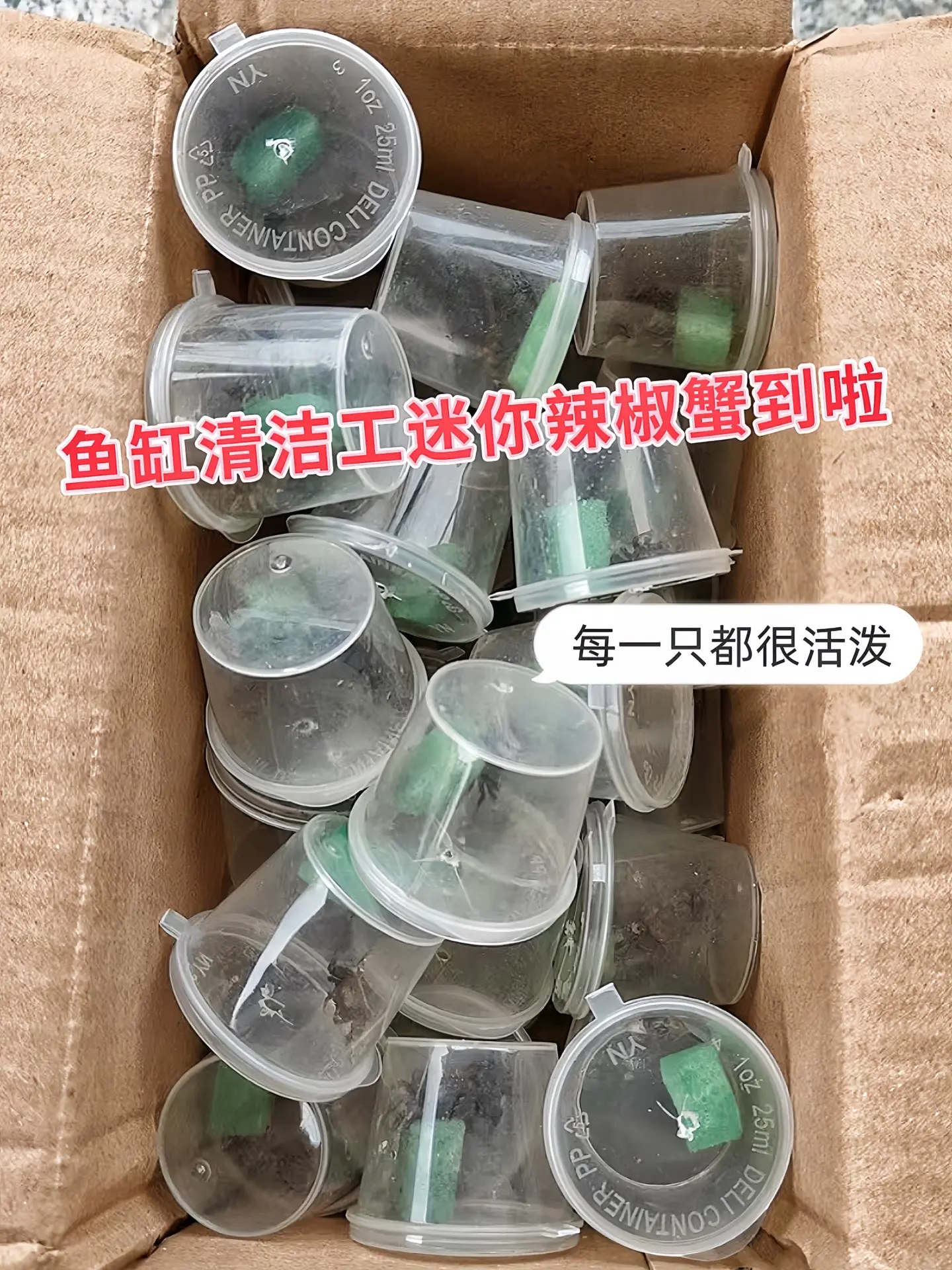 还在为鱼缸里藻类疯长、水质浑浊而烦恼？迷你辣椒蟹，您的鱼缸生态小救星来...