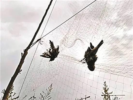 “吃了没文化的亏！”北京，大爷刚退休两天捕鸟被刑拘！原来，大爷捕获两只耳机保护鸟